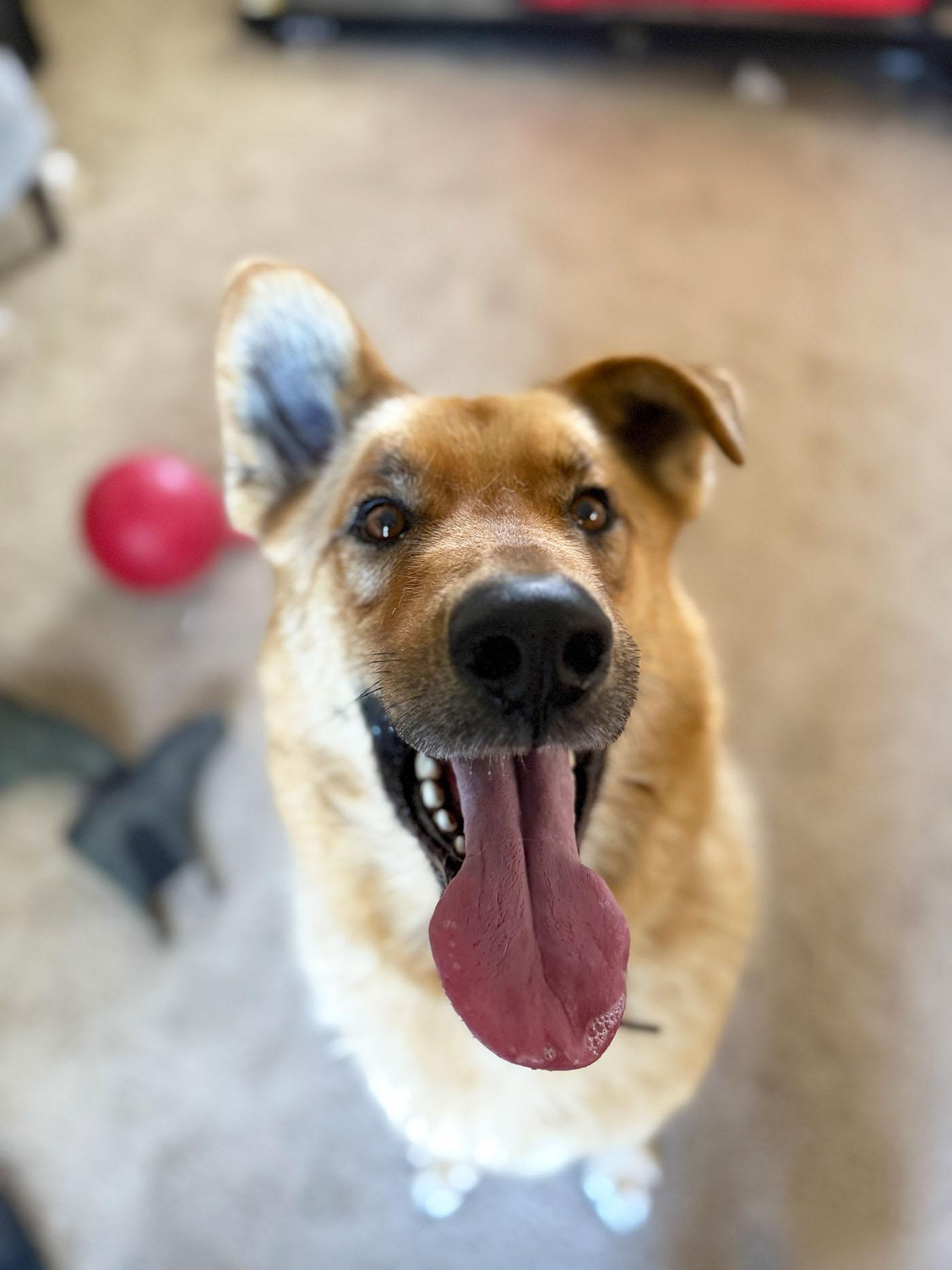 Enlarge Brooks, a Adoptable German Shepherd Dog in Bellevue, WA image 5/6