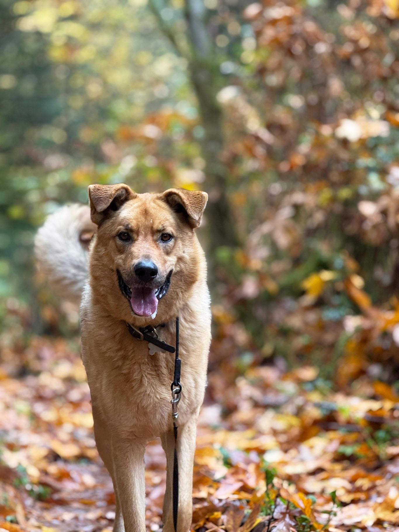 Enlarge Brooks, a Adoptable German Shepherd Dog in Bellevue, WA image 2/6