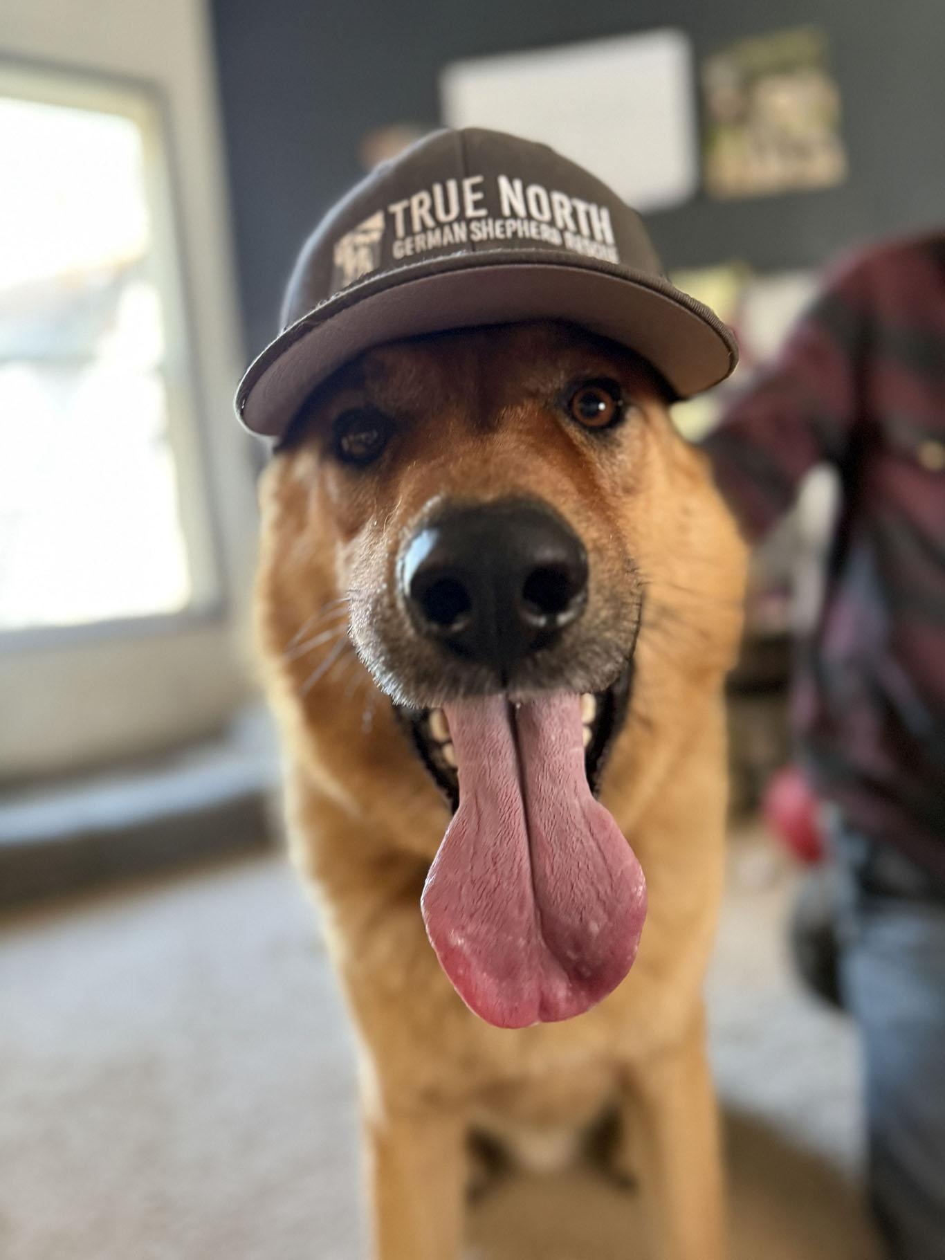 Enlarge Brooks, a Adoptable German Shepherd Dog in Bellevue, WA image 4/6