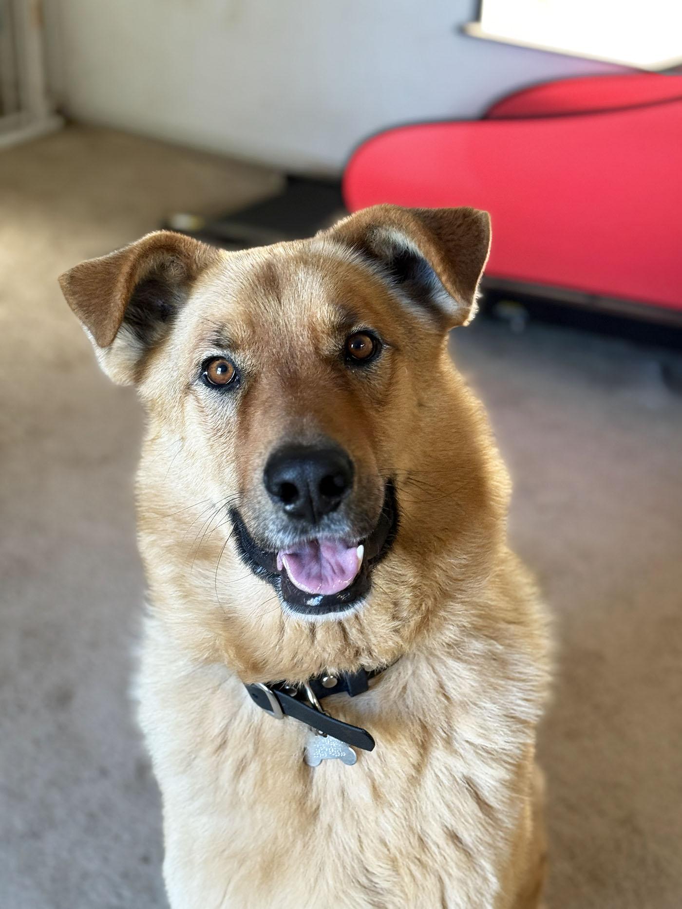 Enlarge Brooks, a Adoptable German Shepherd Dog in Bellevue, WA image 3/6
