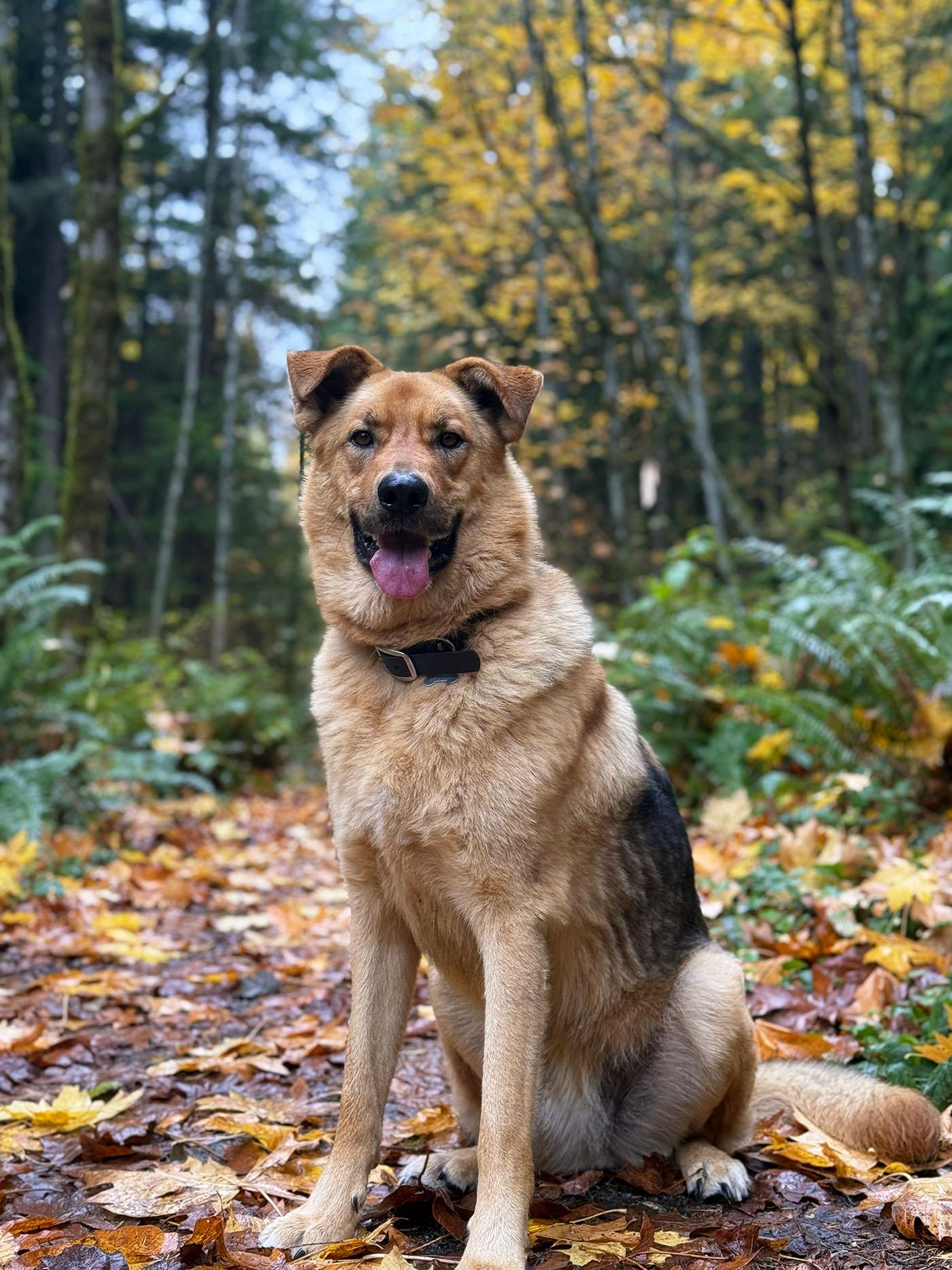 Brooks, Adoptable, Adult Male German Shepherd Dog.