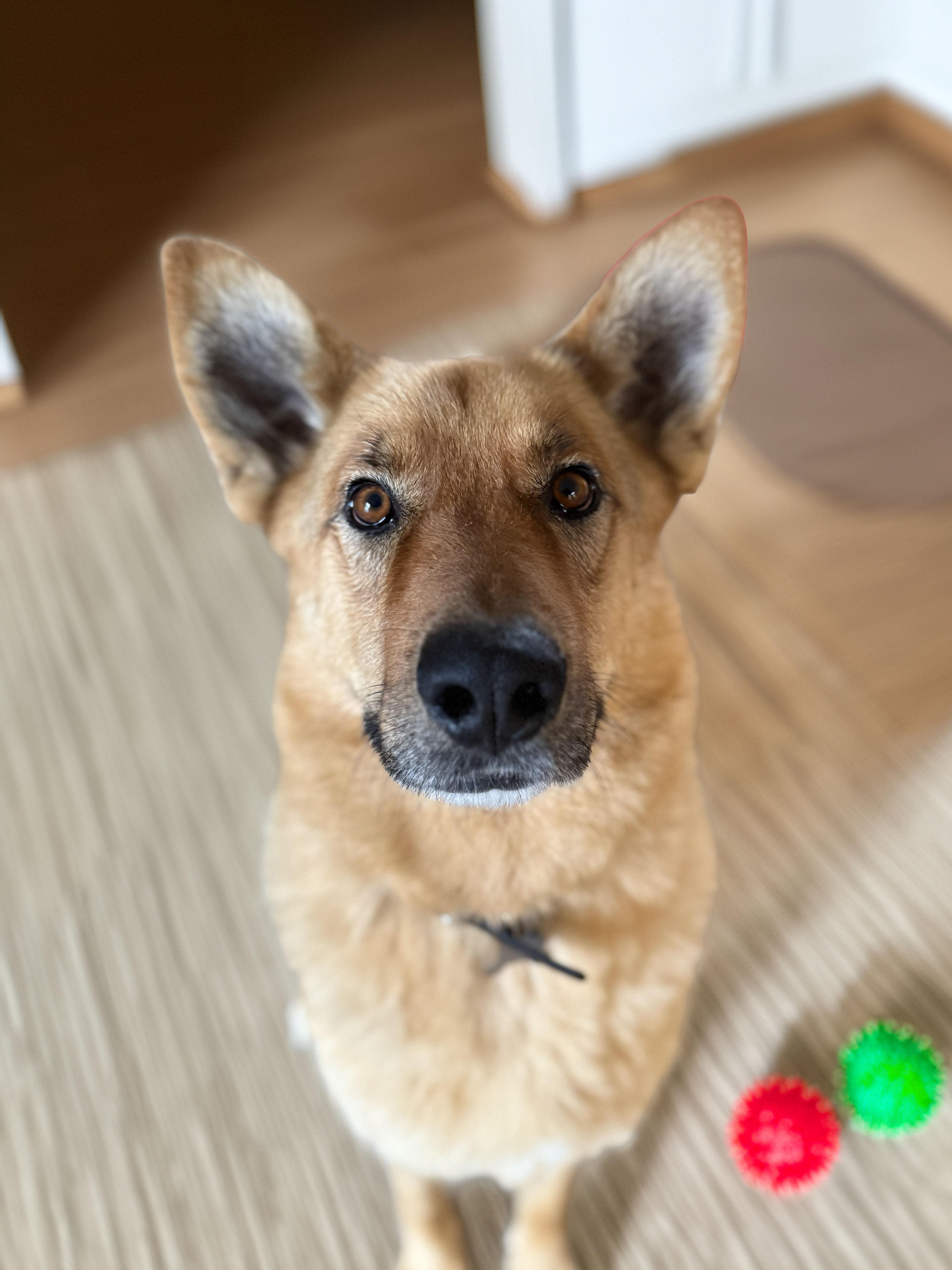 Enlarge Brooks, a Adoptable German Shepherd Dog in Bellevue, WA image 1/6