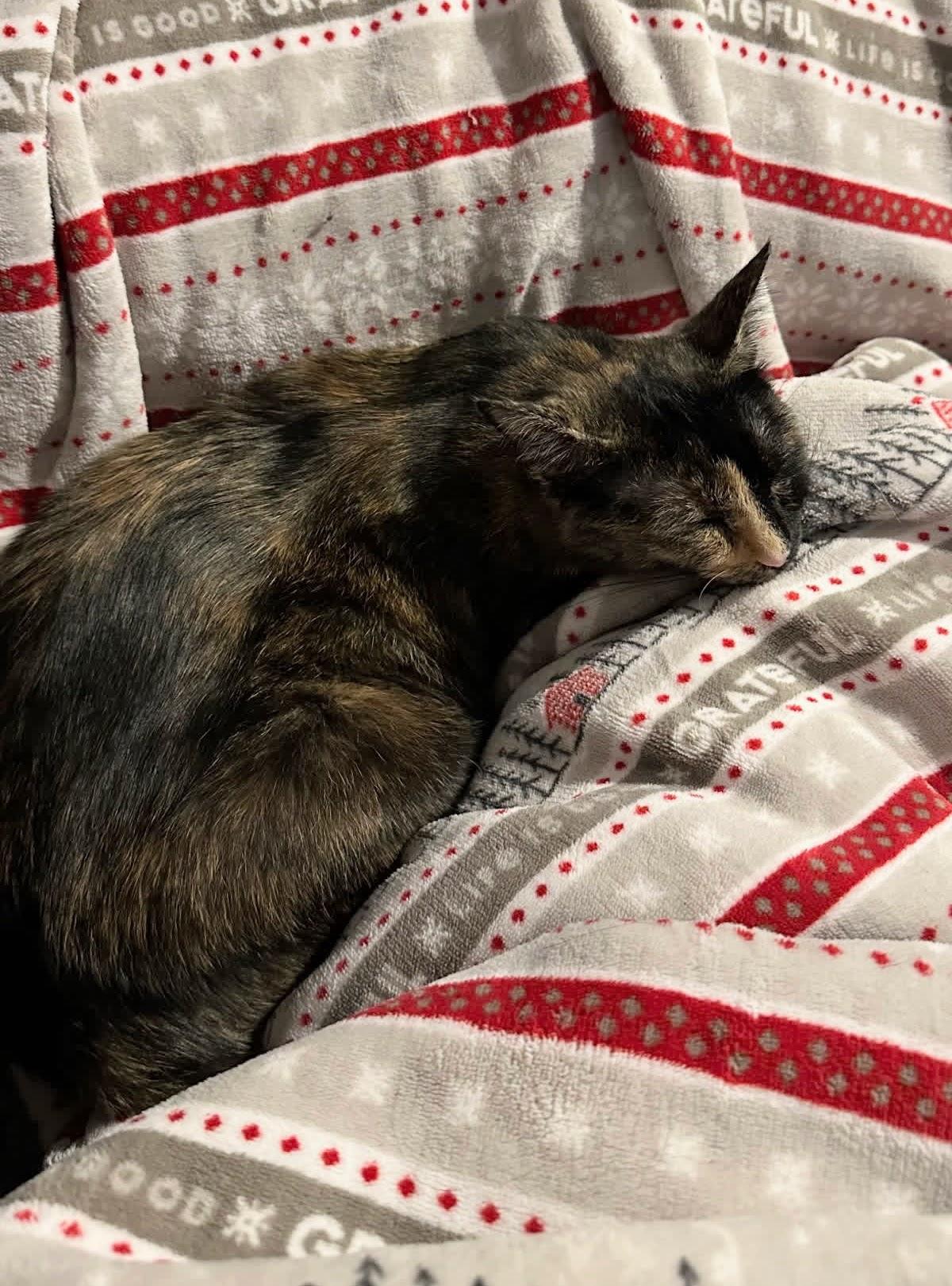 Sparkler, a Adoptable Domestic Short Hair in Murfreesboro, TN image 6/6