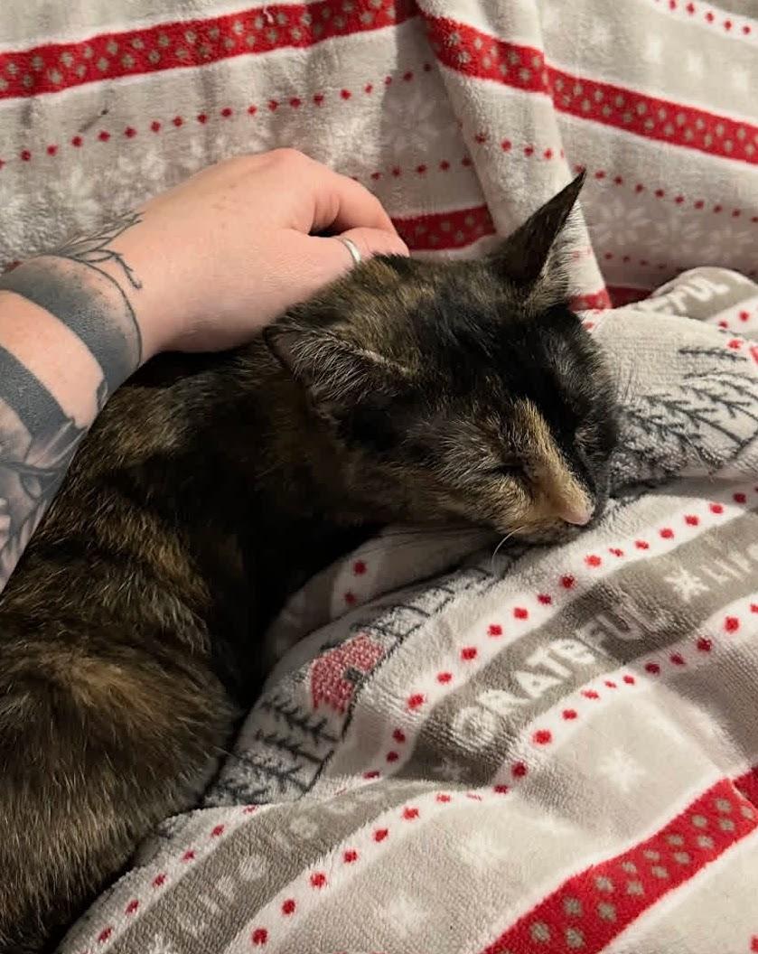 Sparkler, a Adoptable Domestic Short Hair in Murfreesboro, TN image 3/6