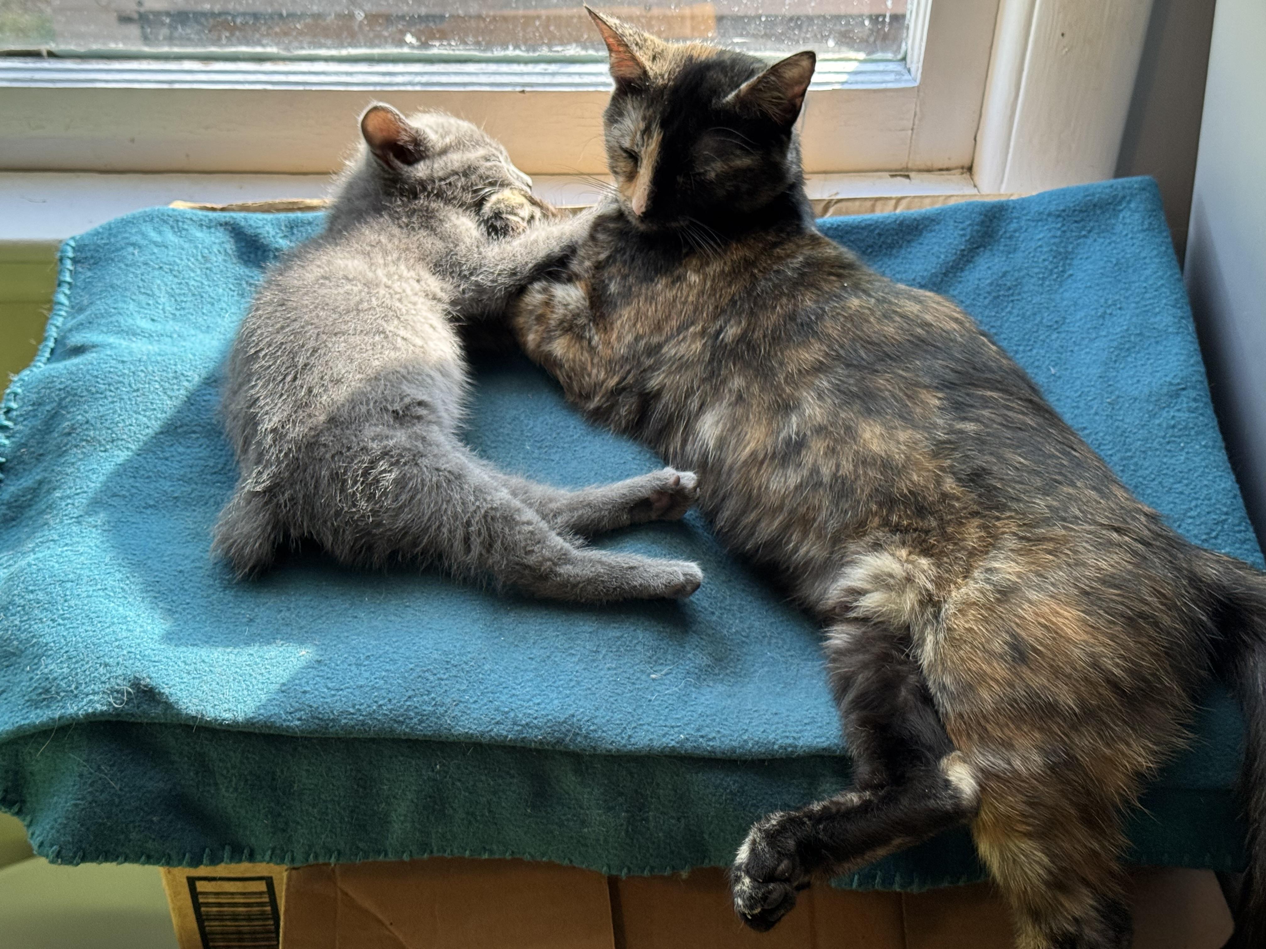 Sparkler, a Adoptable Domestic Short Hair in Murfreesboro, TN image 4/6