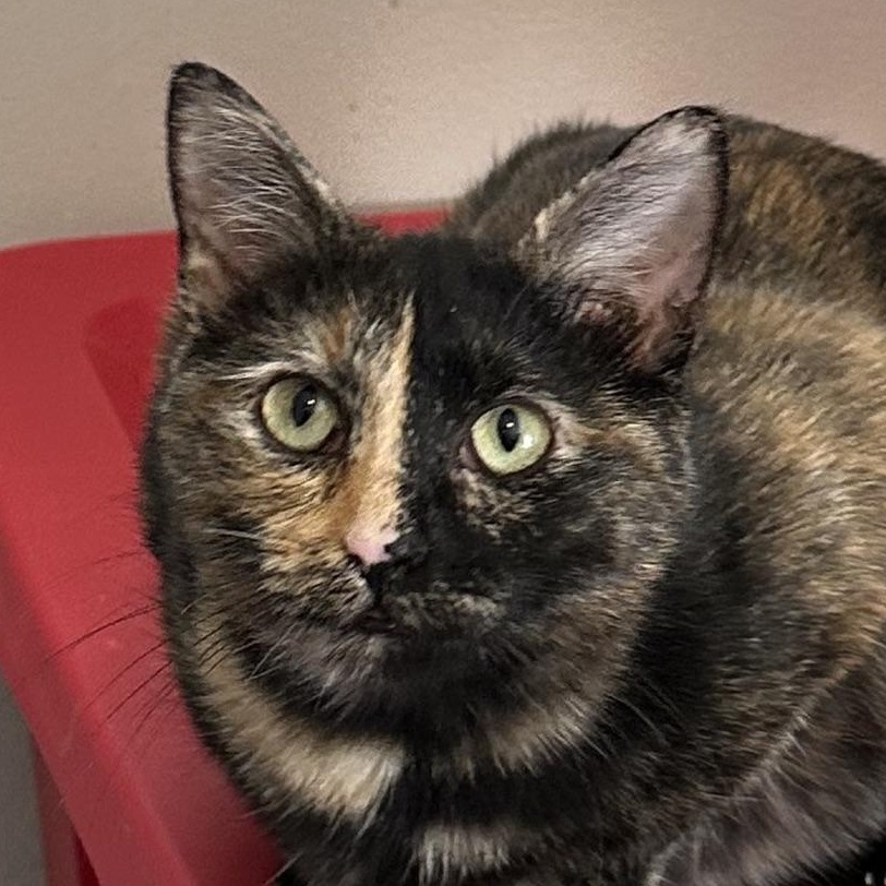 Sparkler, Adoptable, Adult Female Domestic Short Hair.