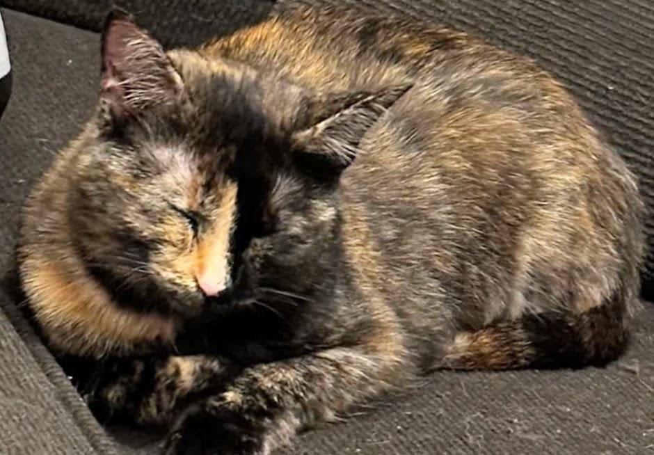 Sparkler, a Adoptable Domestic Short Hair in Murfreesboro, TN image 1/6