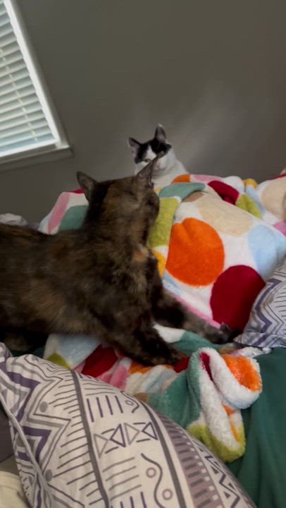 Enlarge Sparkler, a Adoptable Domestic Short Hair in Murfreesboro, TN video 5/6