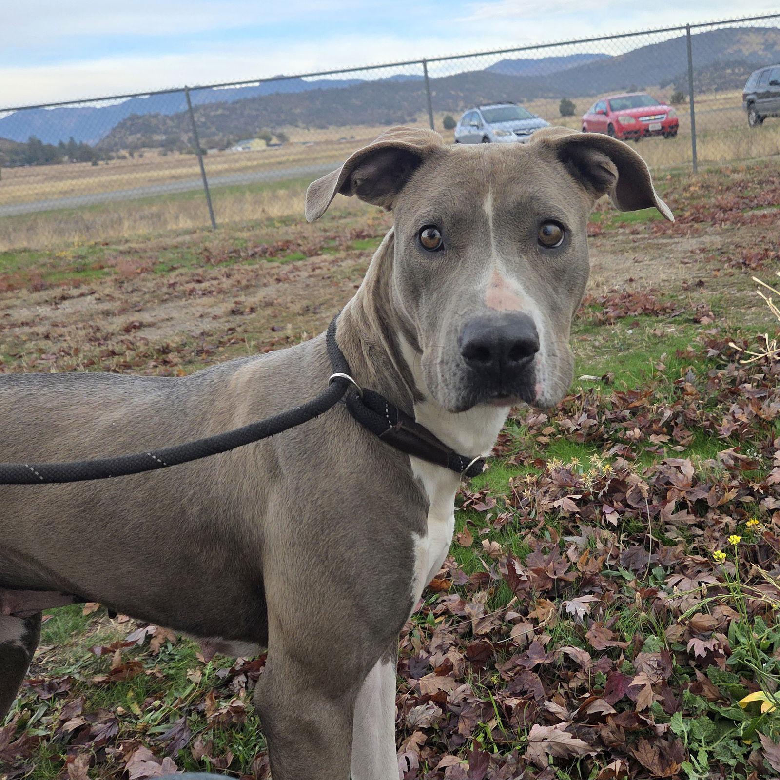 Marley, Adoptable, Adult Female Pit Bull Terrier & Weimaraner.