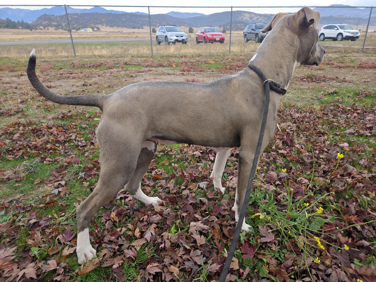 Enlarge Marley, a Adoptable mixed breed in Yreka, CA image 2/3