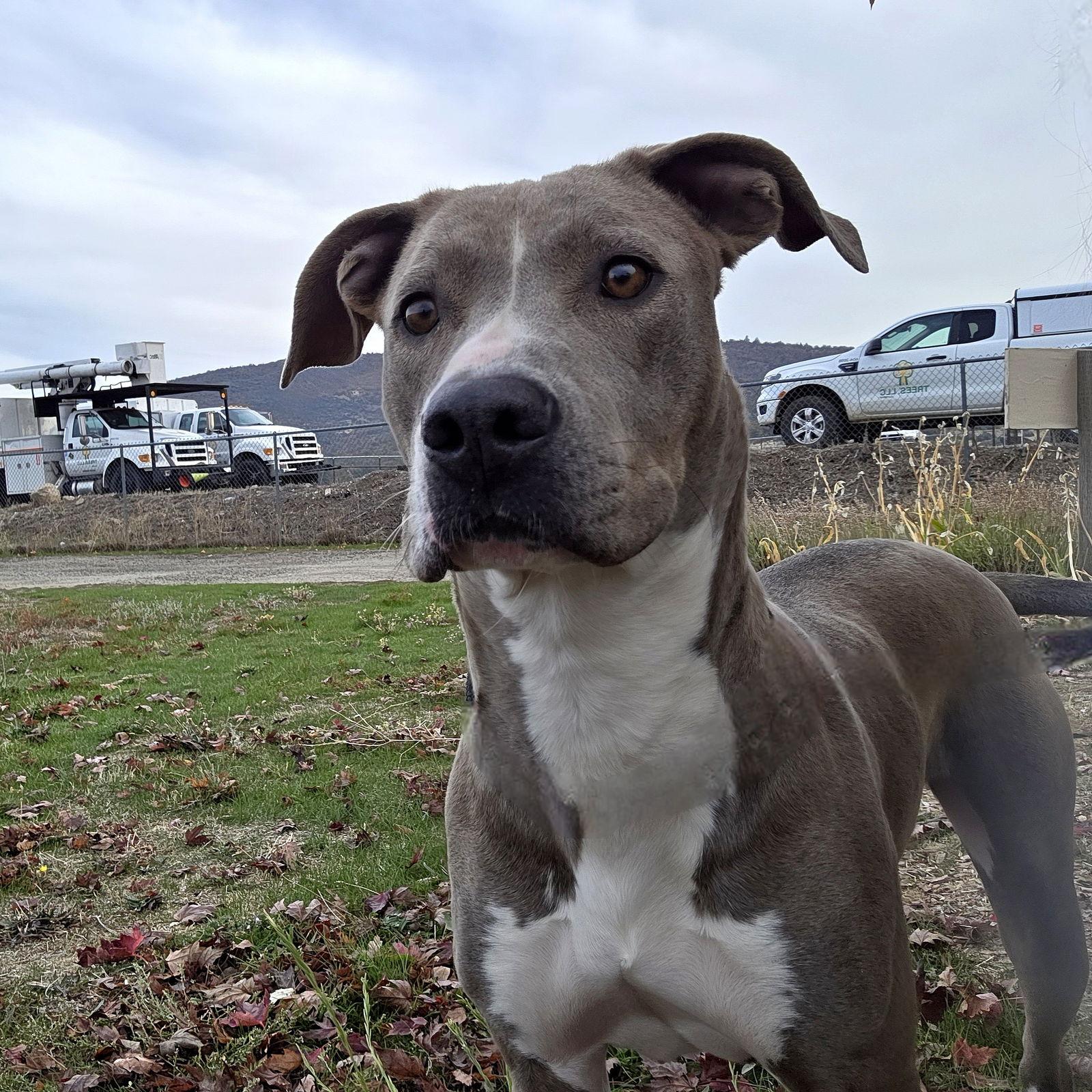 Enlarge Marley, a Adoptable mixed breed in Yreka, CA image 3/3