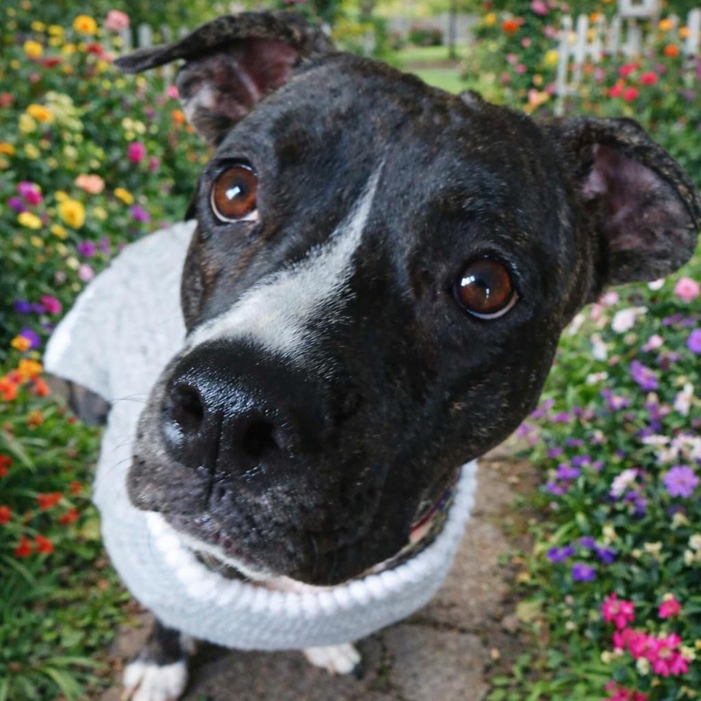 Stevie, a Adoptable Pit Bull Terrier in York, PA image 1/3