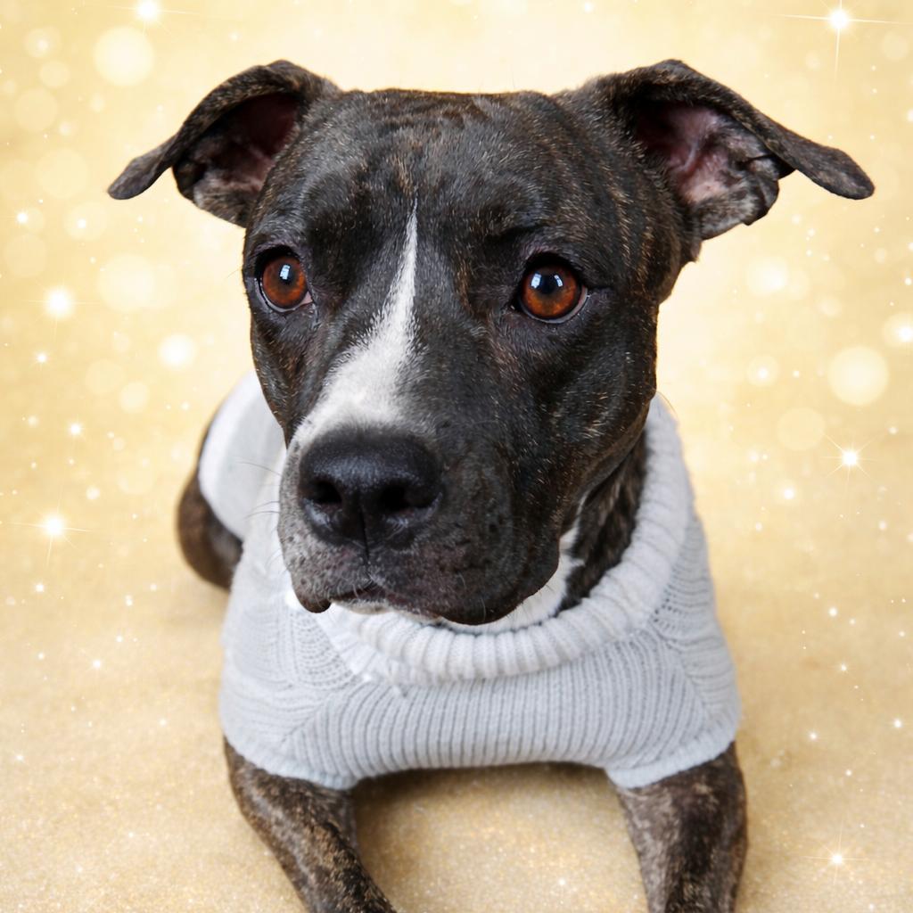 Stevie, a Adoptable Pit Bull Terrier in York, PA image 2/3