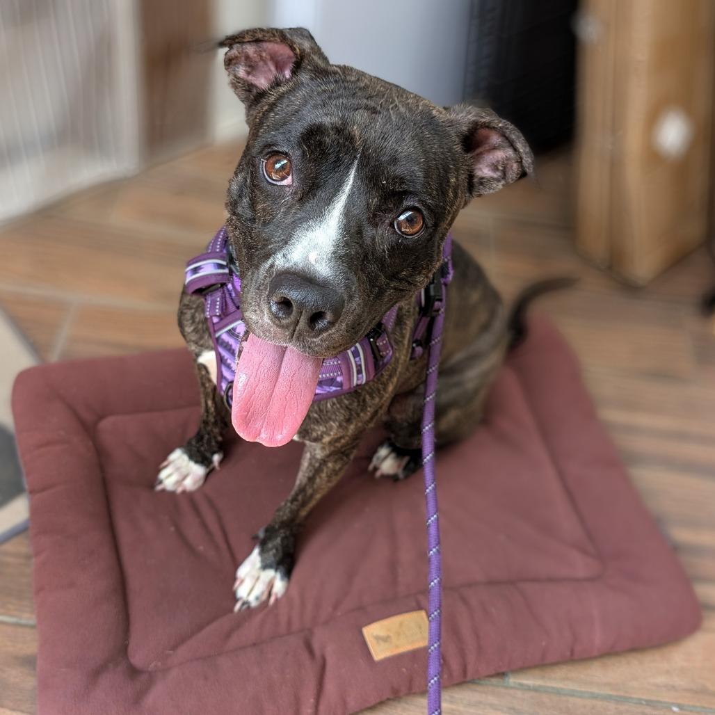 Stevie, a Adoptable Pit Bull Terrier in York, PA image 3/3