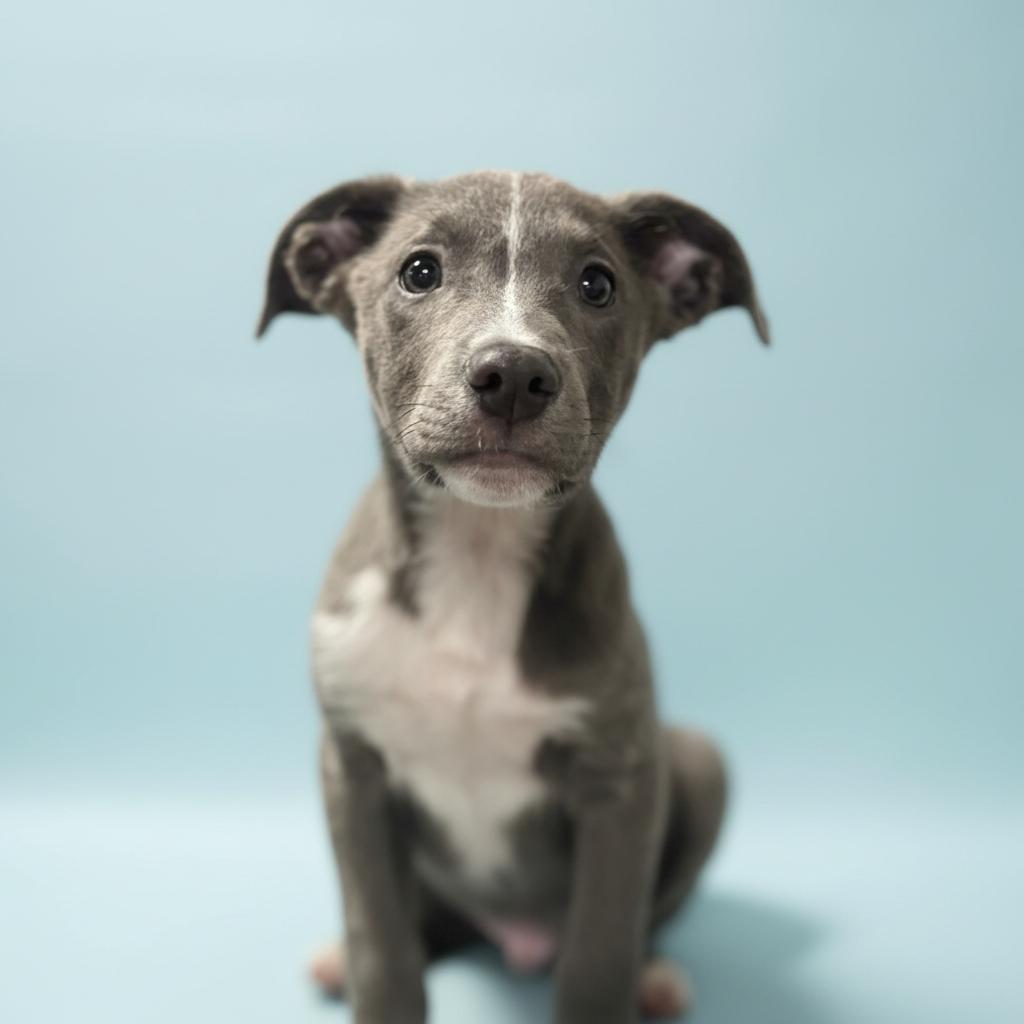 Zach-ADOPT Me!!, ADOPTABLE, Young Male Pit Bull Terrier & Husky.