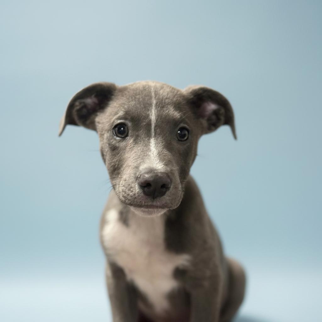 Enlarge Zach-ADOPT Me!!, a ADOPTABLE mixed breed in Redondo Beach, CA image 4/6