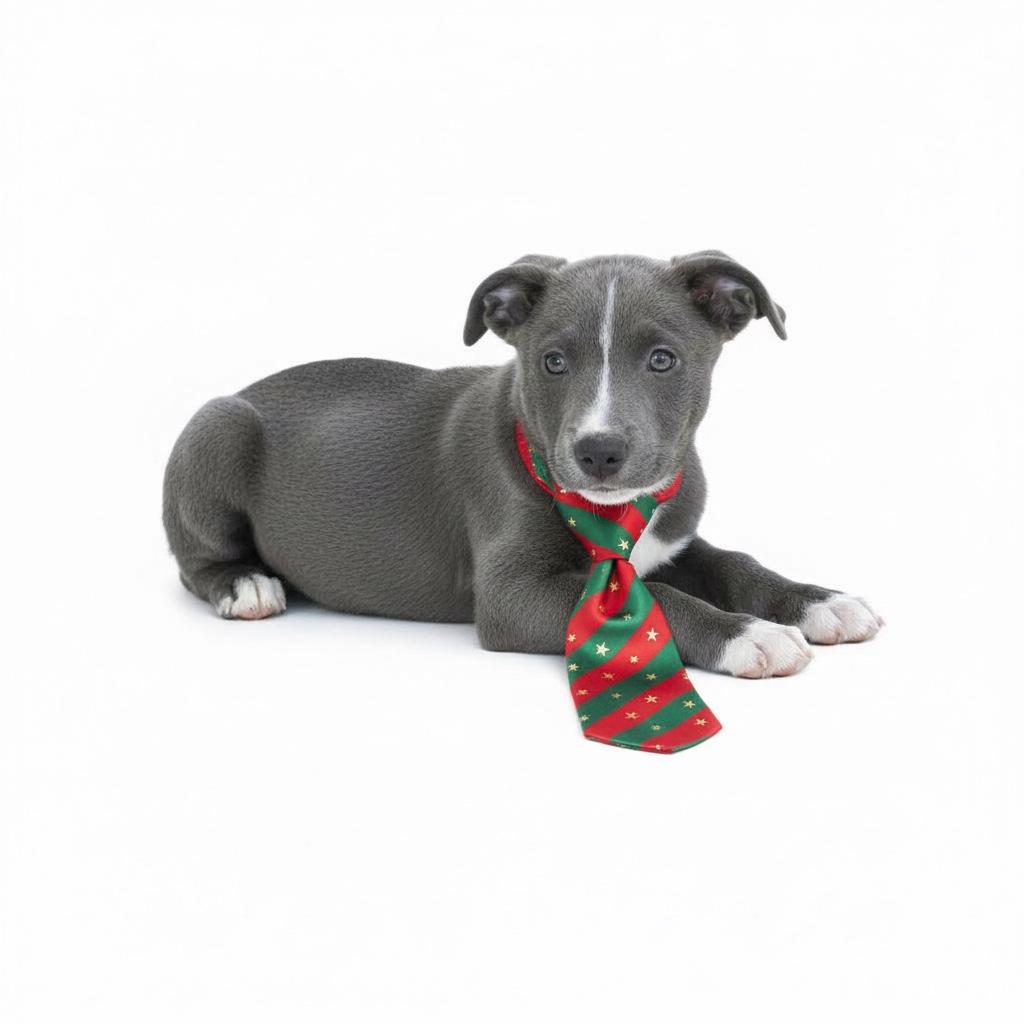 Zach-ADOPT Me!!, ADOPTABLE, Young Male Pit Bull Terrier & Husky.