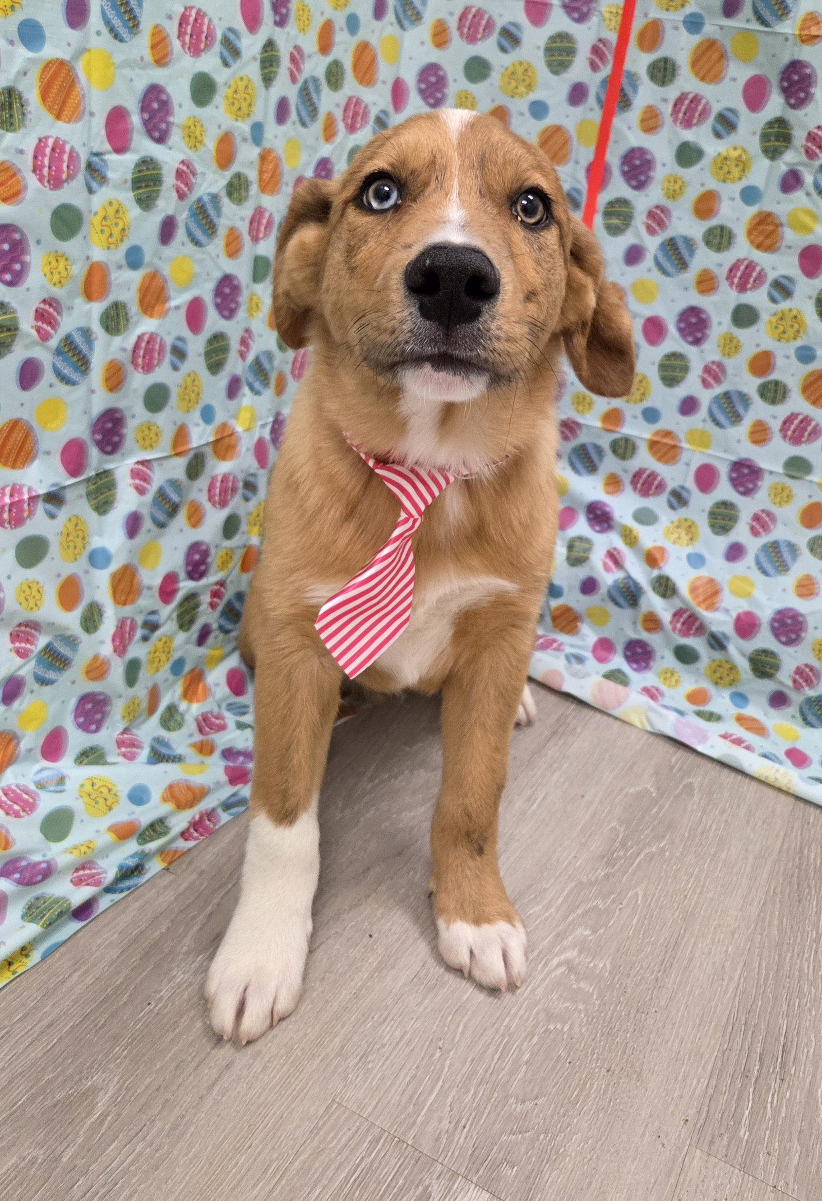 Oren, Adoptable, Puppy Male Australian Shepherd & Anatolian Shepherd.