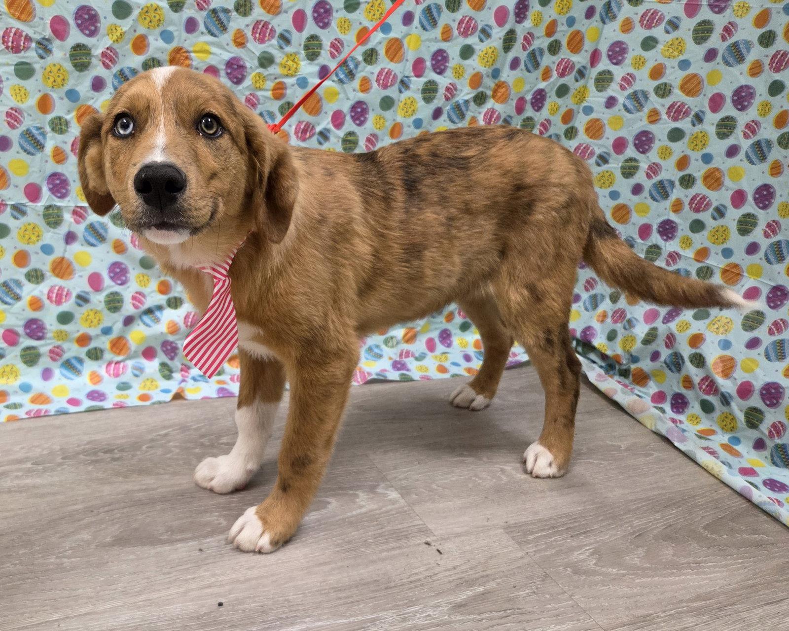 Oren, a Adoptable mixed breed in Attalla, AL image 2/3