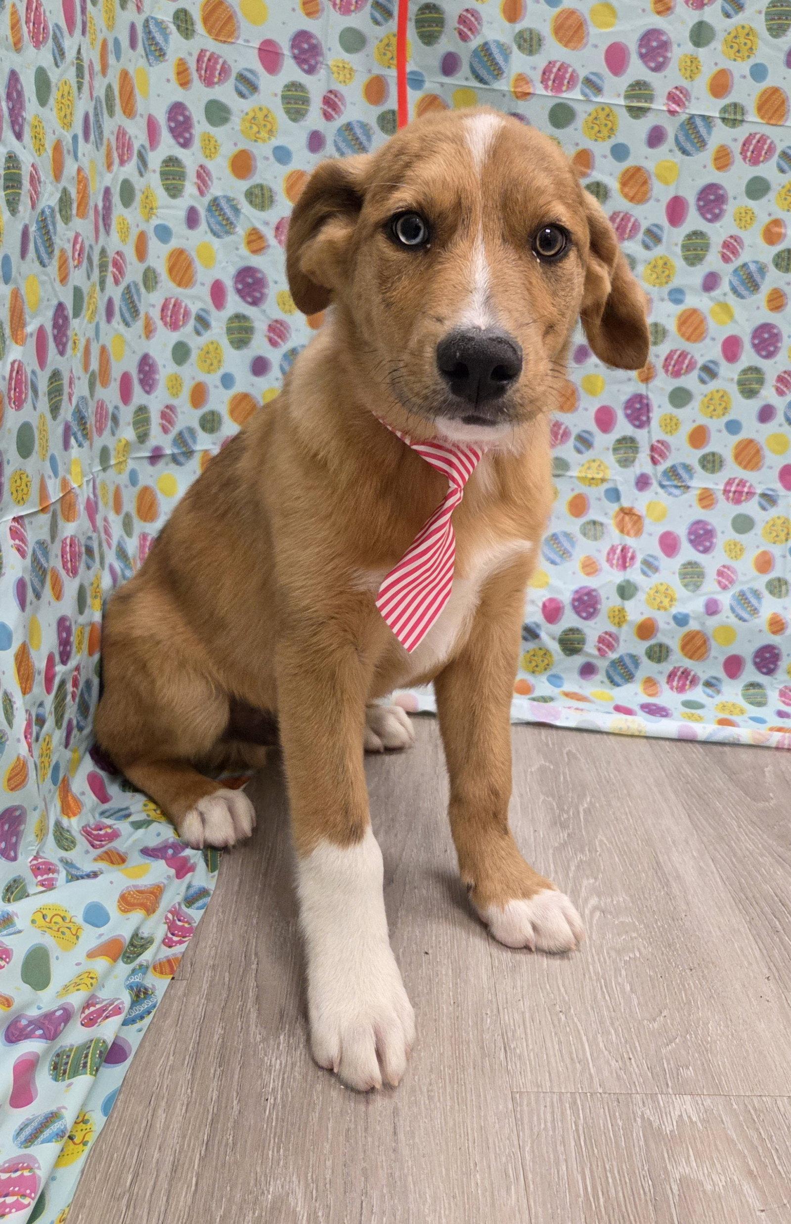 Oren, a Adoptable mixed breed in Attalla, AL image 3/3