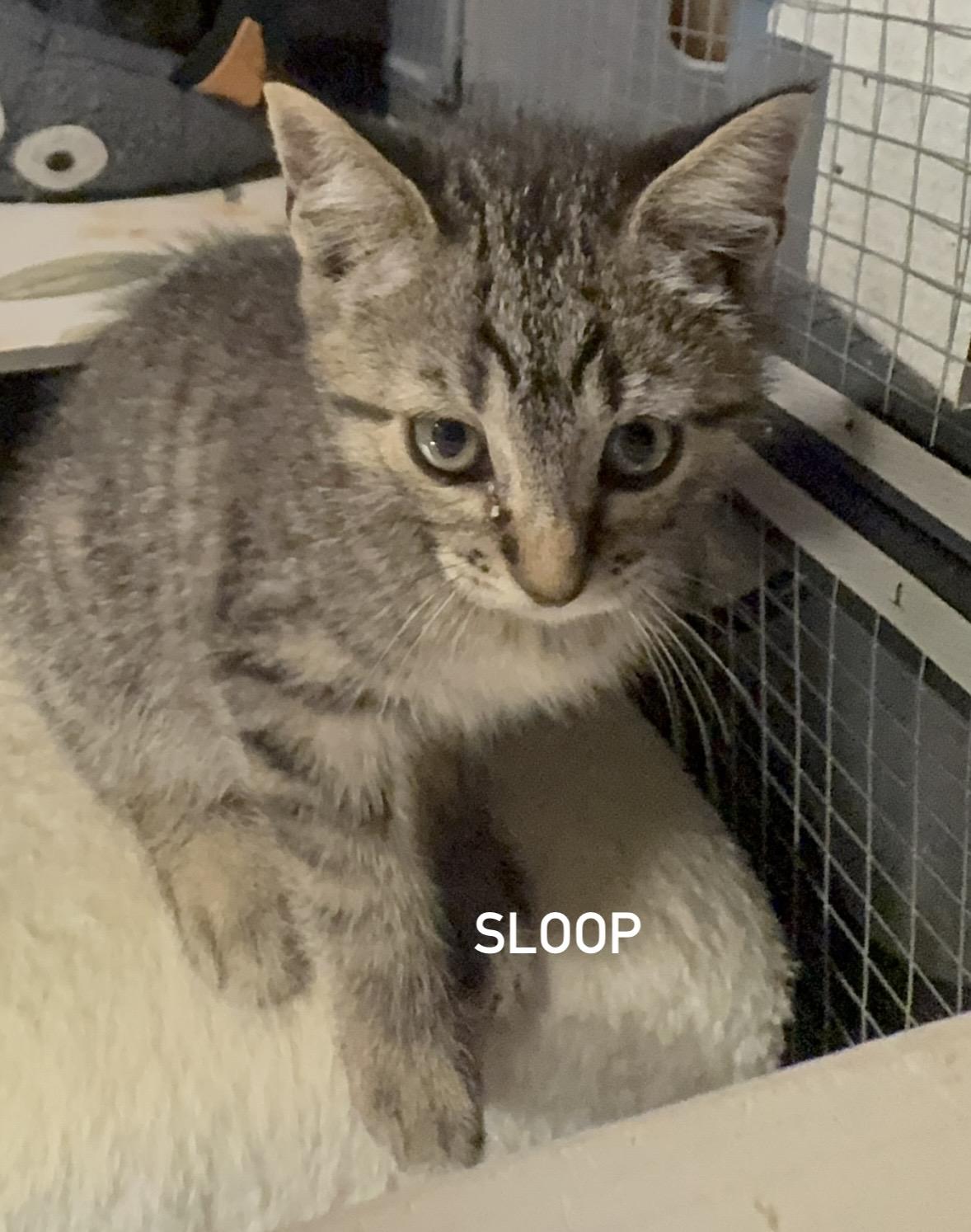 Sloop, Adoptable, Kitten Male Domestic Short Hair & Tabby.