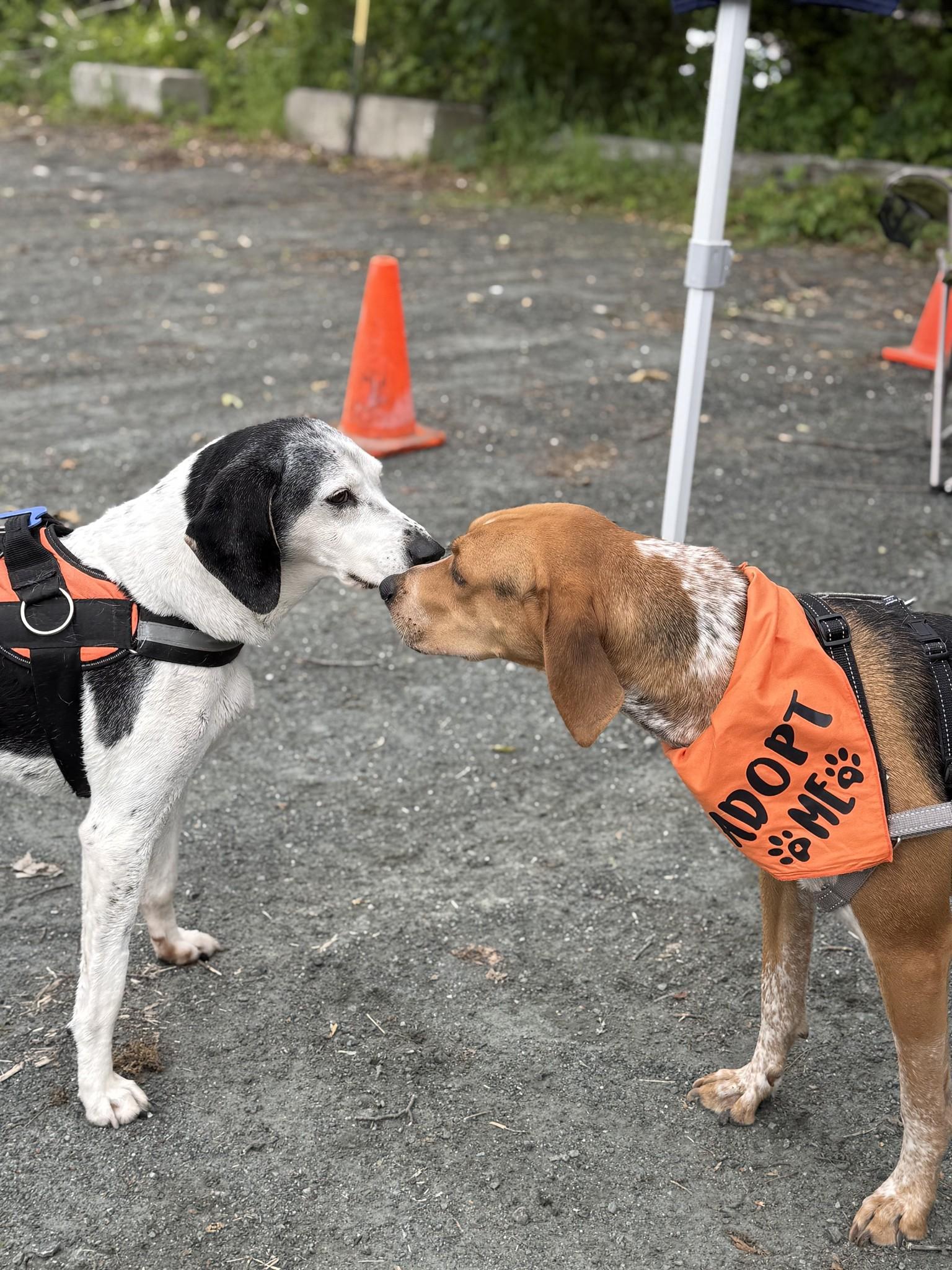 Enlarge Hans, a Adoptable mixed breed in Wilder, VT image 6/6
