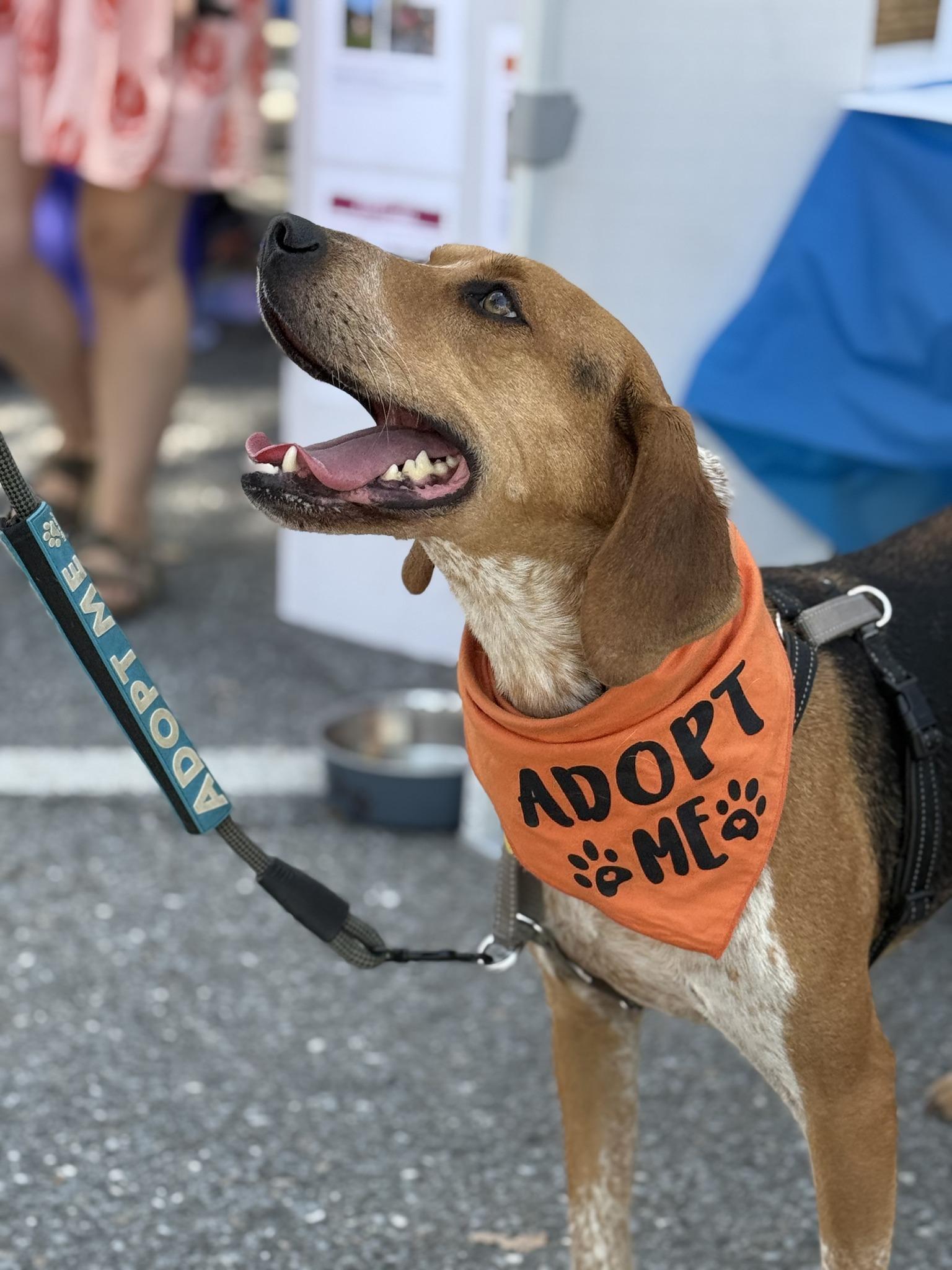 Enlarge Hans, a Adoptable mixed breed in Wilder, VT image 5/6