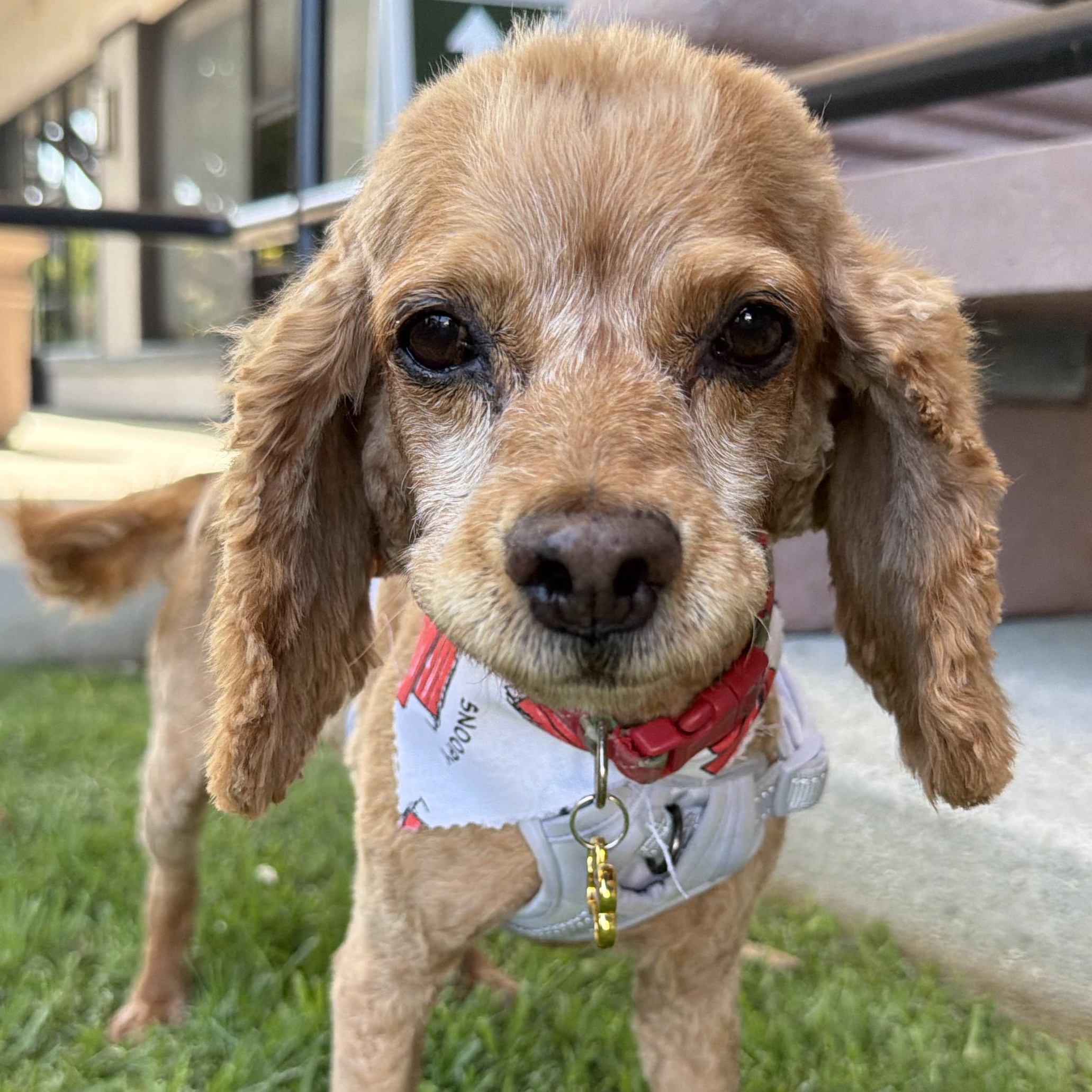 Lady, Adoptable, Adult Female Cocker Spaniel.