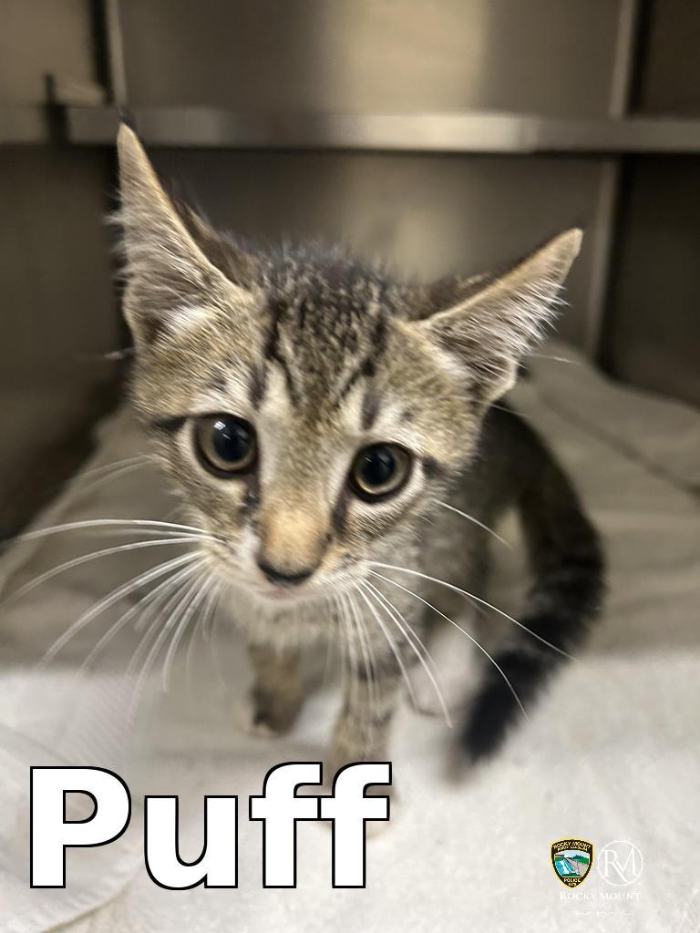 Puff, Adoptable, Kitten Male Domestic Short Hair.