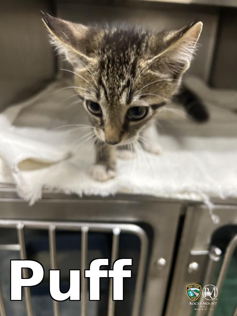 Puff, a Adoptable mixed breed in Rocky Mount, NC image 2/4