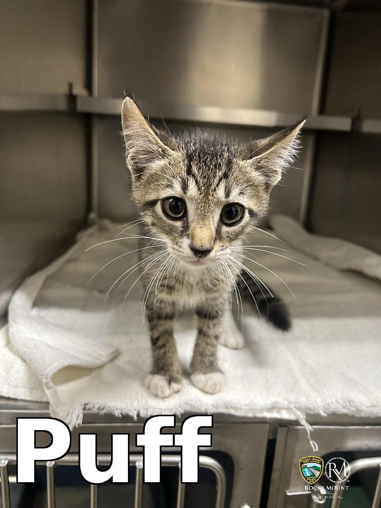 Puff, a Adoptable mixed breed in Rocky Mount, NC image 3/4