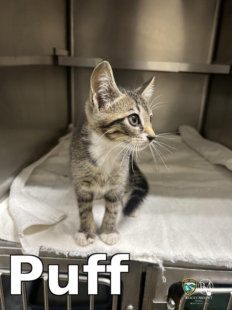 Puff, a Adoptable mixed breed in Rocky Mount, NC image 4/4