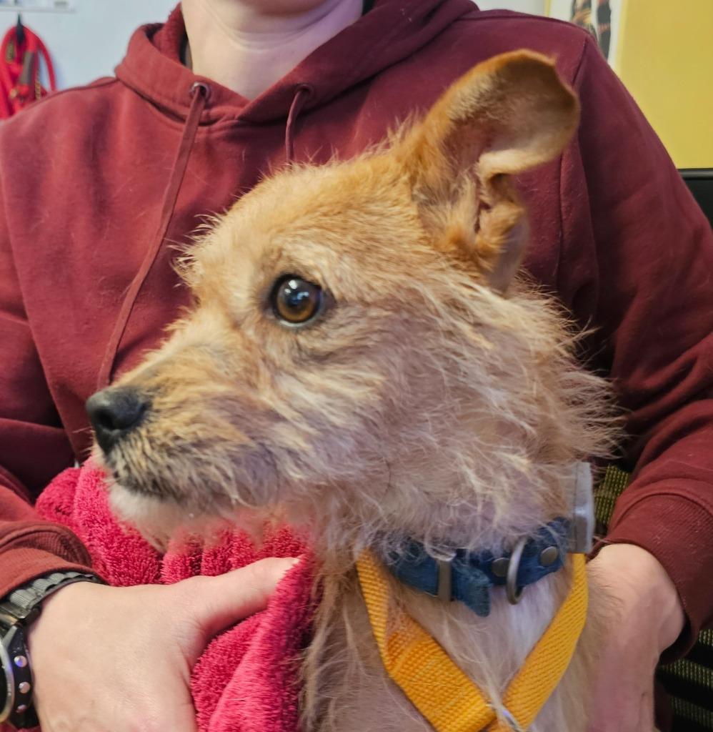 Enlarge Chicken, a Adoptable mixed breed in Kodiak, AK image 1/1