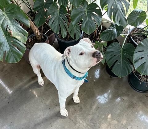 Vail , a ADOPTABLE Pit Bull Terrier in Beaverton, OR image 4/6