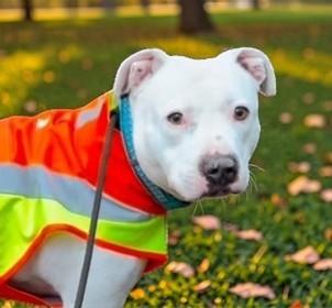 Vail , a ADOPTABLE Pit Bull Terrier in Beaverton, OR image 5/6
