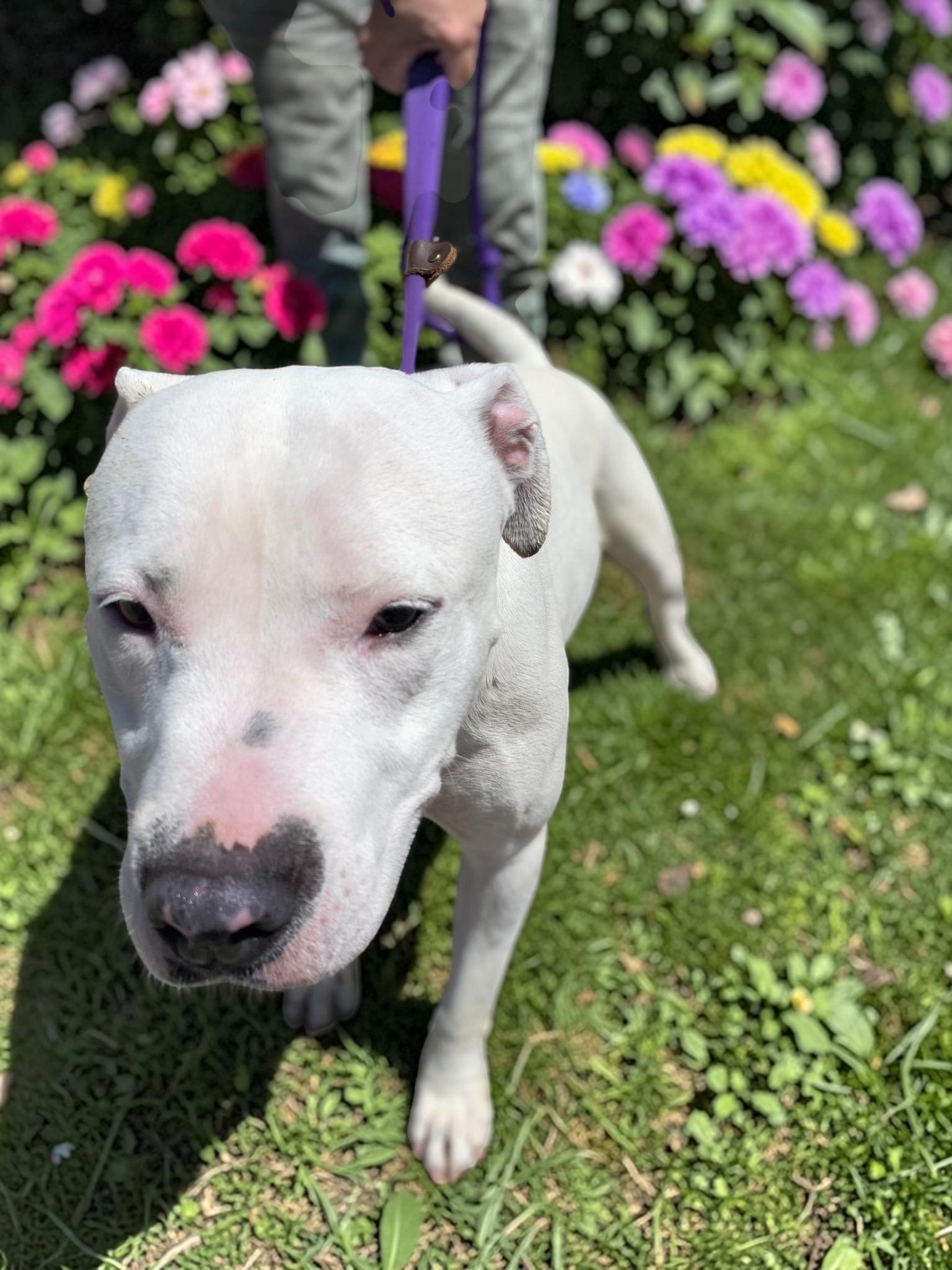 Vail , a ADOPTABLE Pit Bull Terrier in Beaverton, OR image 6/6