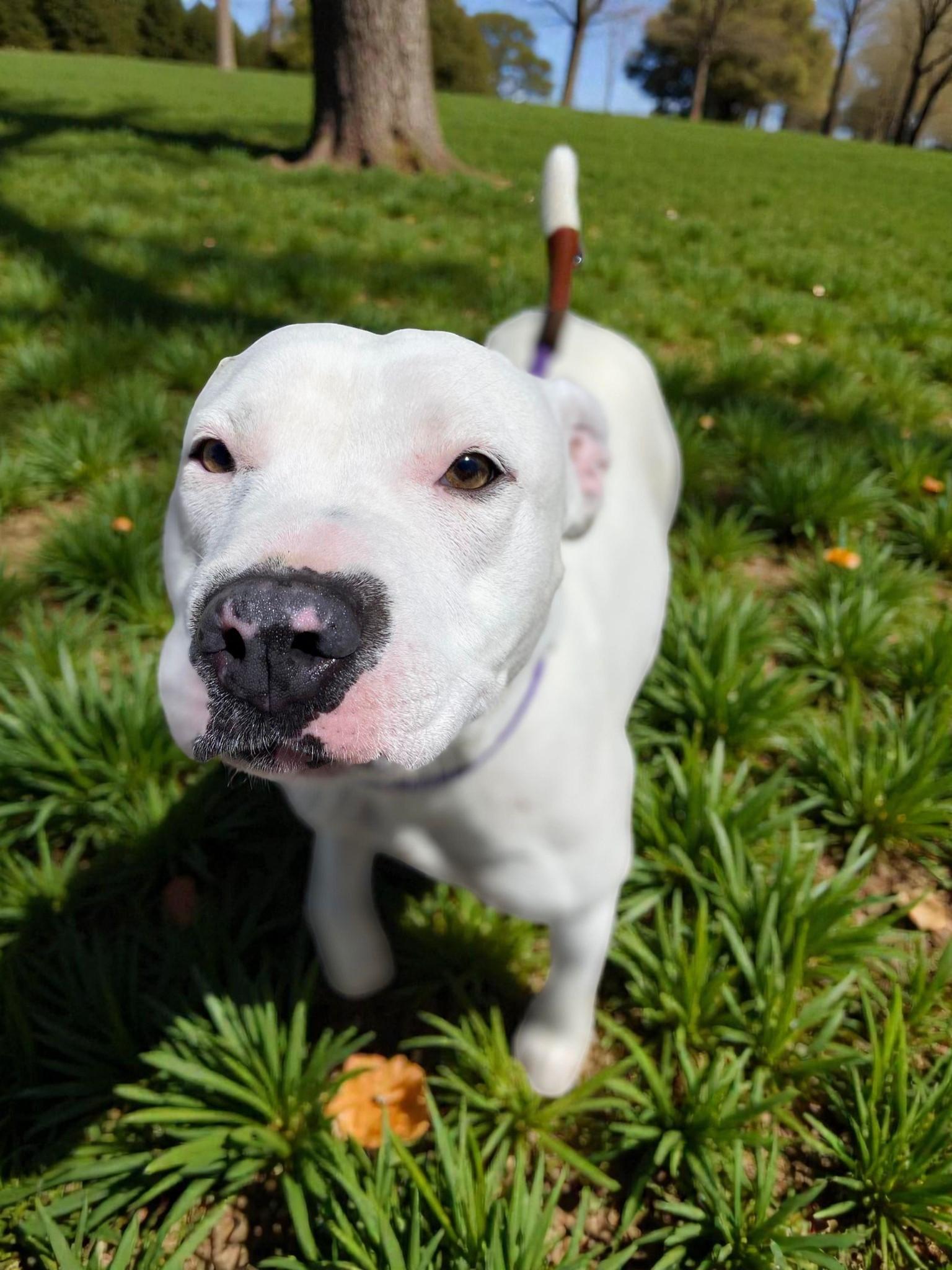 Vail , a ADOPTABLE Pit Bull Terrier in Beaverton, OR image 1/6