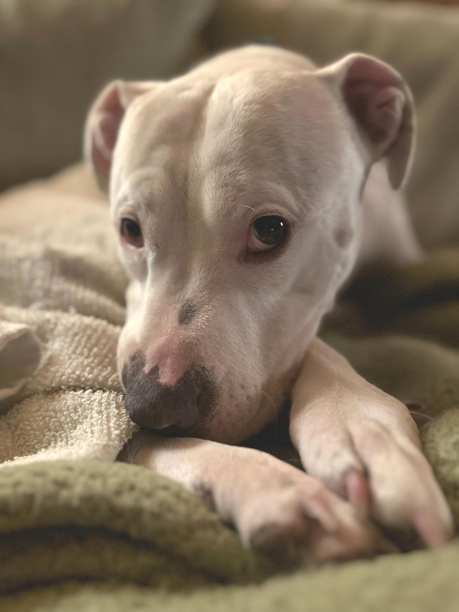 Vail , a ADOPTABLE Pit Bull Terrier in Beaverton, OR image 2/6
