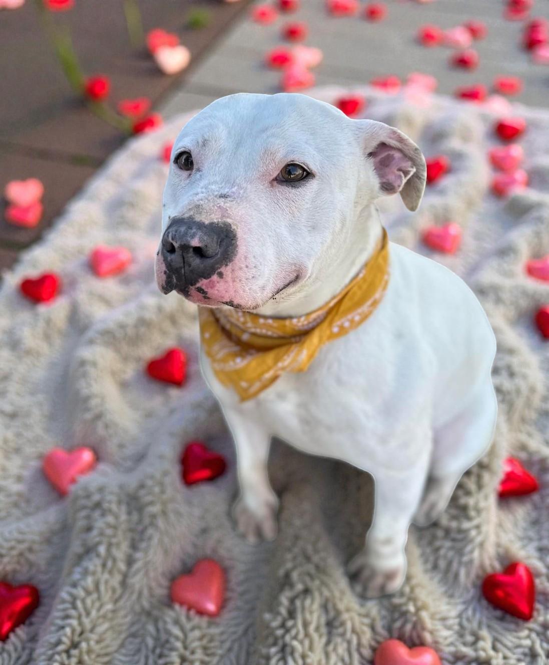 Vail , a ADOPTABLE Pit Bull Terrier in Beaverton, OR image 3/6