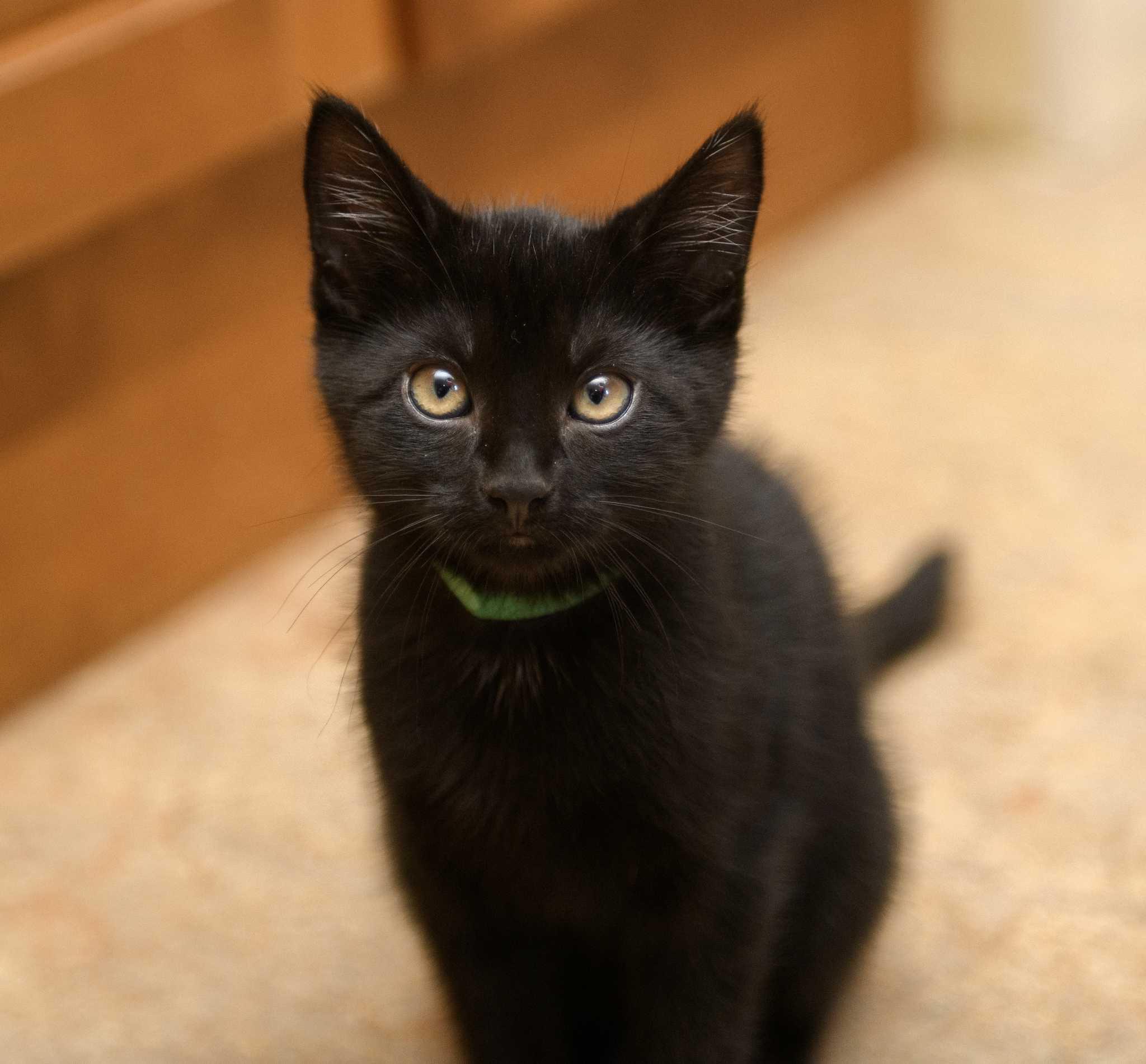 Enlarge Floyd and Barney, a Adopted Domestic Short Hair in Seattle, WA image 4/5