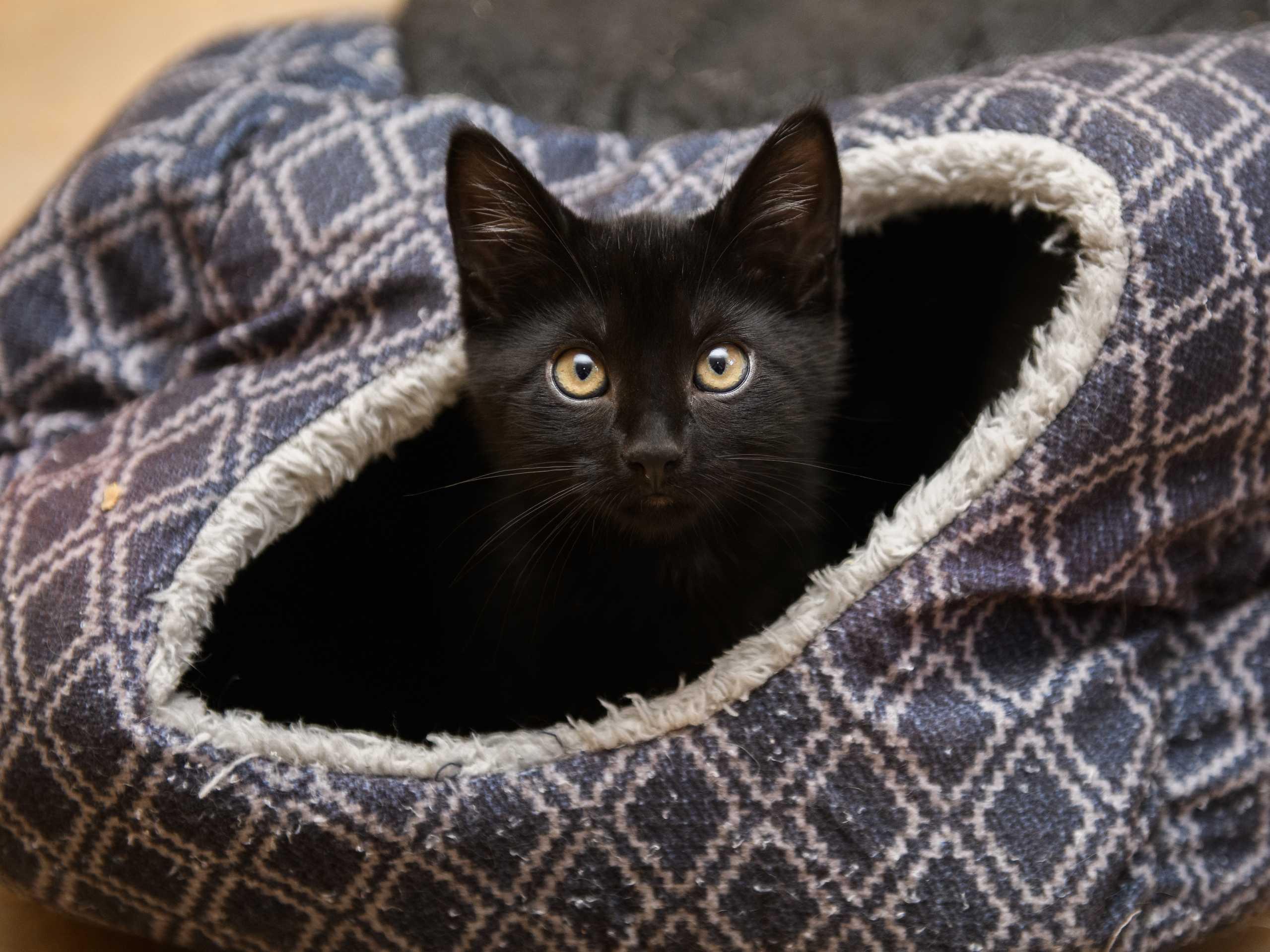 Enlarge Floyd and Barney, a Adopted Domestic Short Hair in Seattle, WA image 2/5