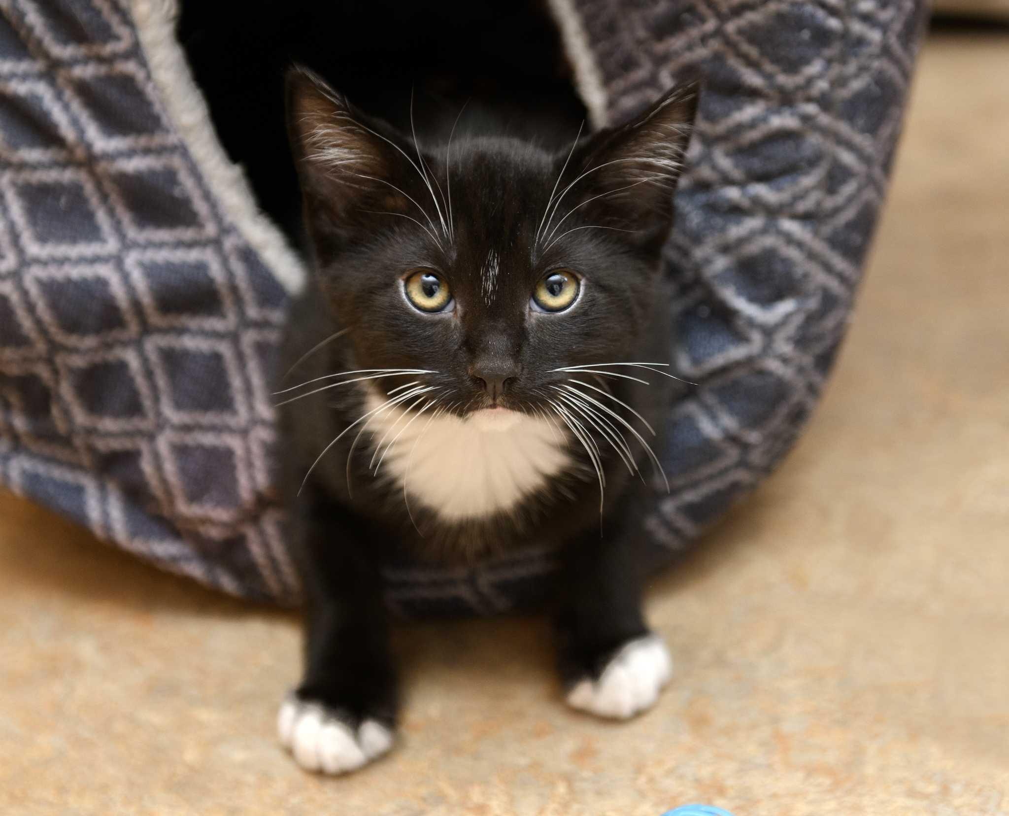 Enlarge Floyd and Barney, a Adopted Domestic Short Hair in Seattle, WA image 3/5
