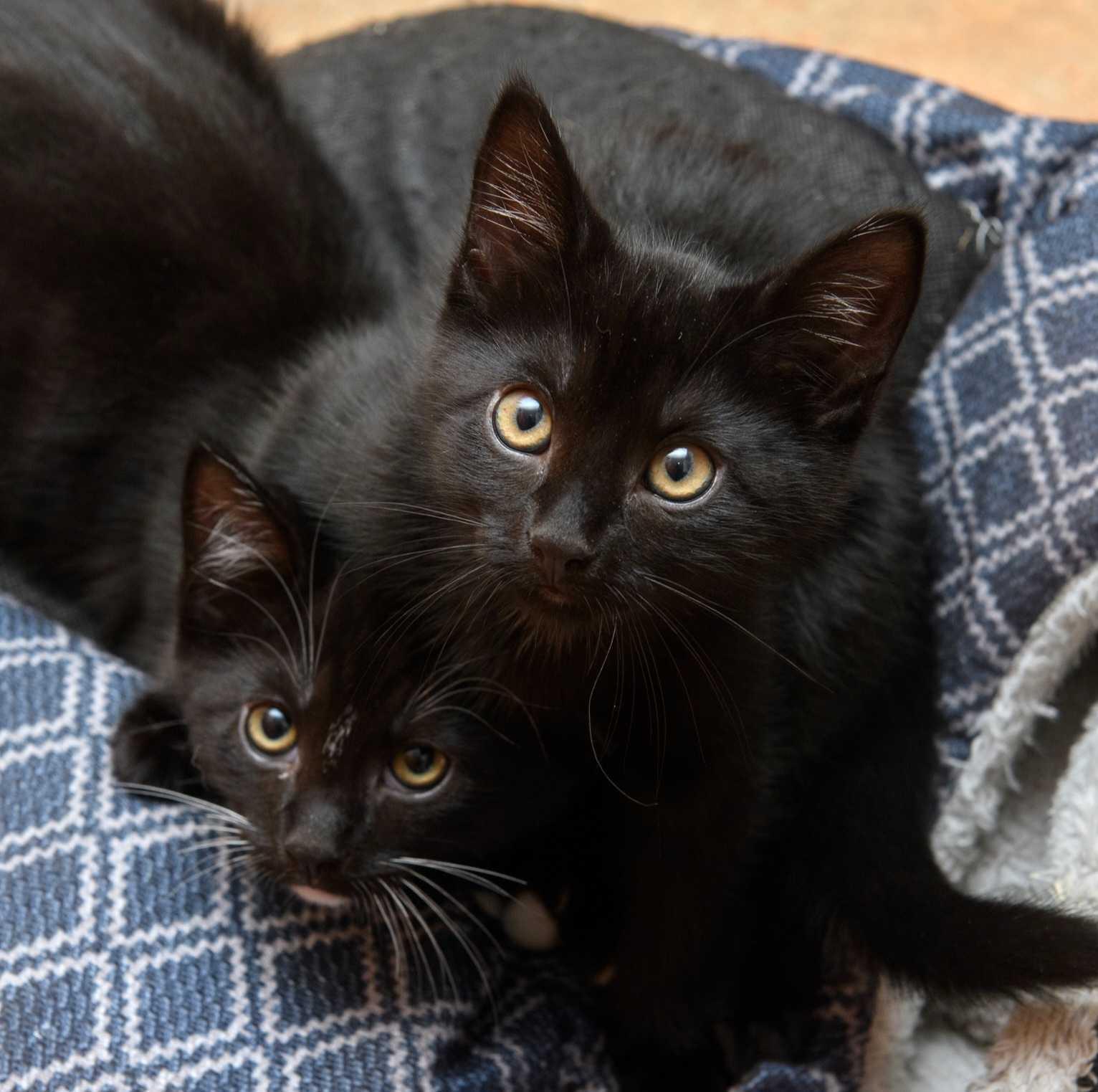 Floyd and Barney, Adopted, Kitten Male Domestic Short Hair.
