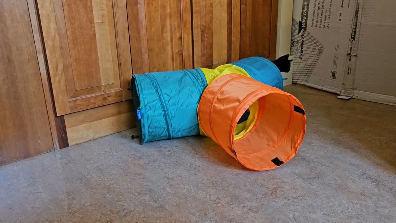 Enlarge Floyd and Barney, a Adopted Domestic Short Hair in Seattle, WA video 5/5
