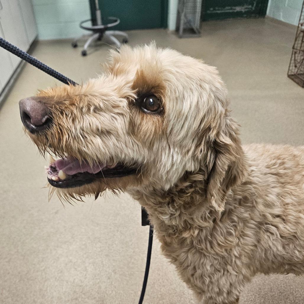Zoey, Adoptable, Senior Female Mixed Breed & Poodle.