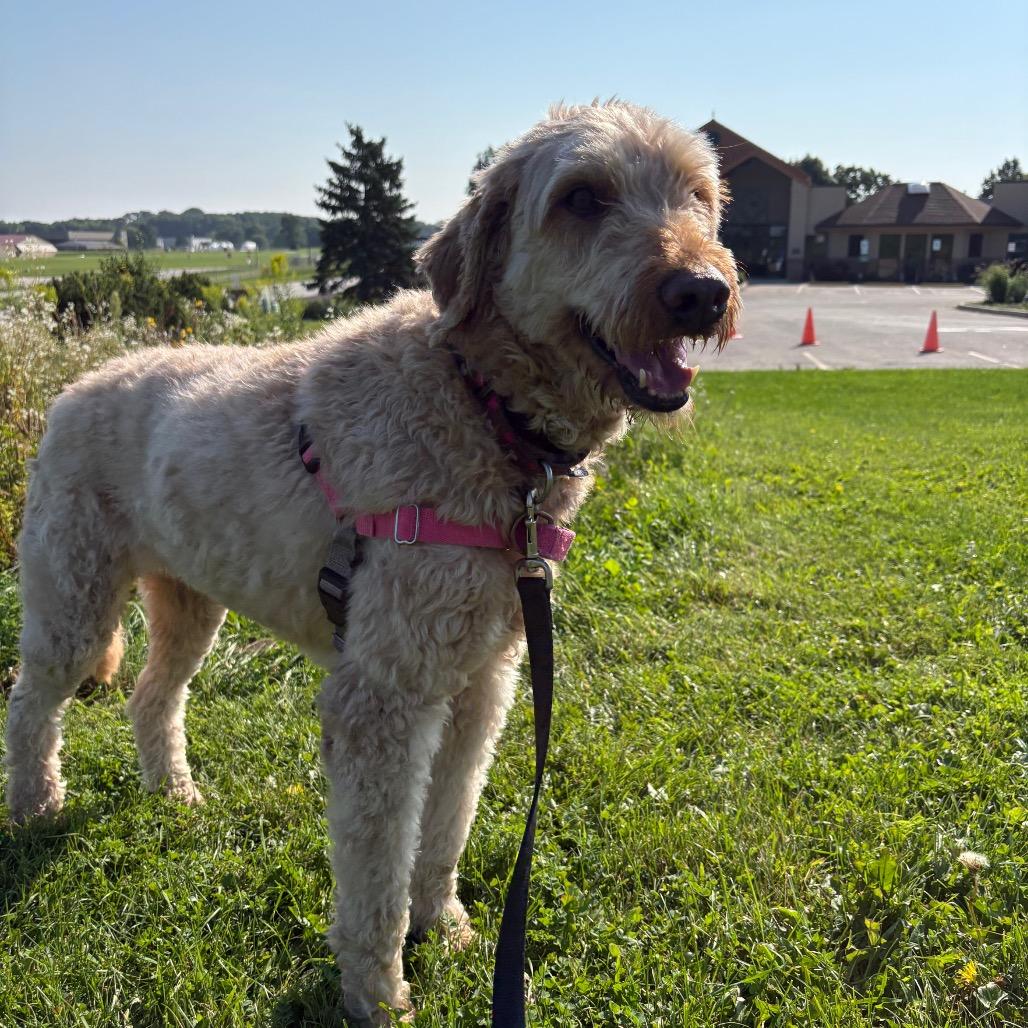 Zoey, a Adoptable mixed breed in Waukesha, WI image 2/4