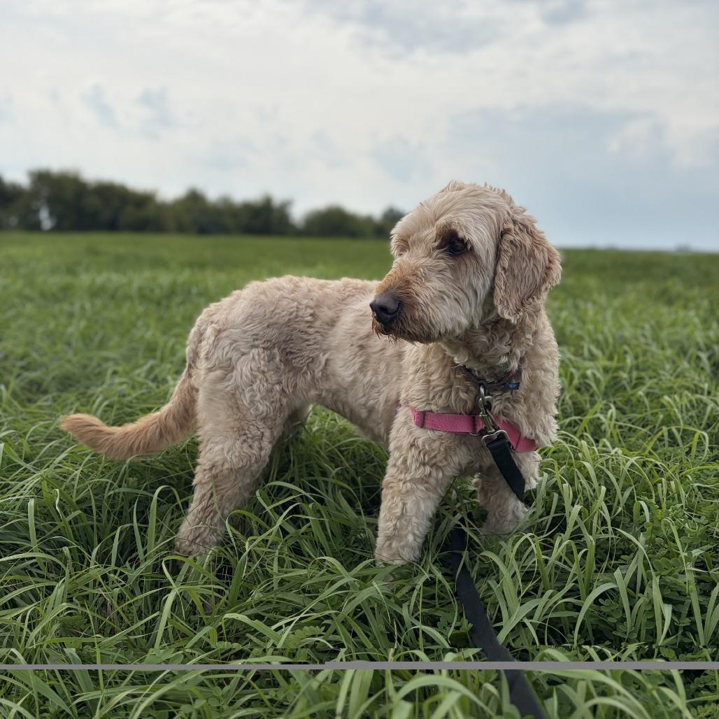 Zoey, a Adoptable mixed breed in Waukesha, WI image 3/4