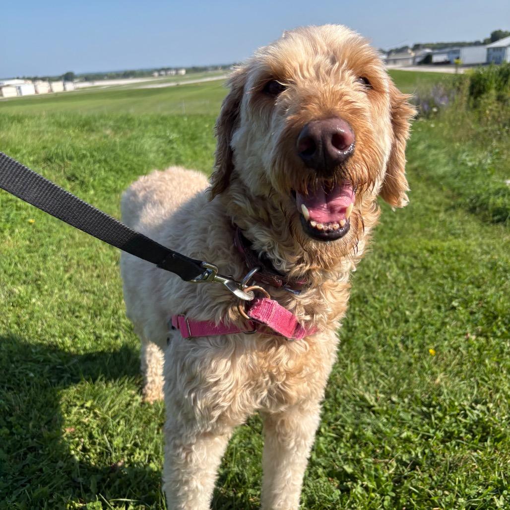Zoey, a Adoptable mixed breed in Waukesha, WI image 4/4