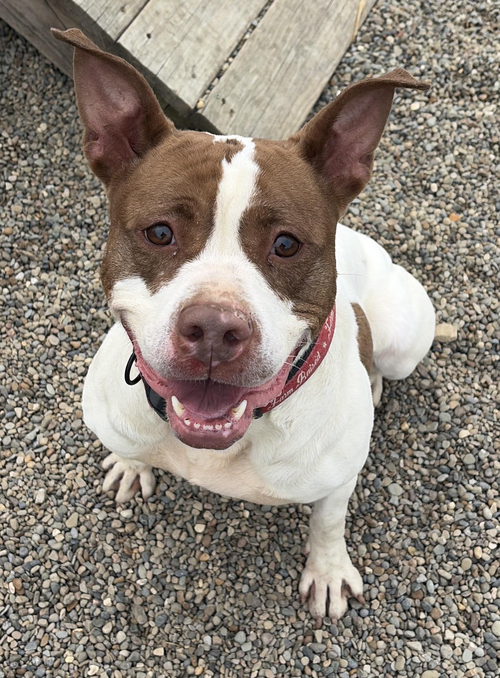 Harriet AVAILABLE, ADOPTABLE, Adult Female American Staffordshire Terrier.