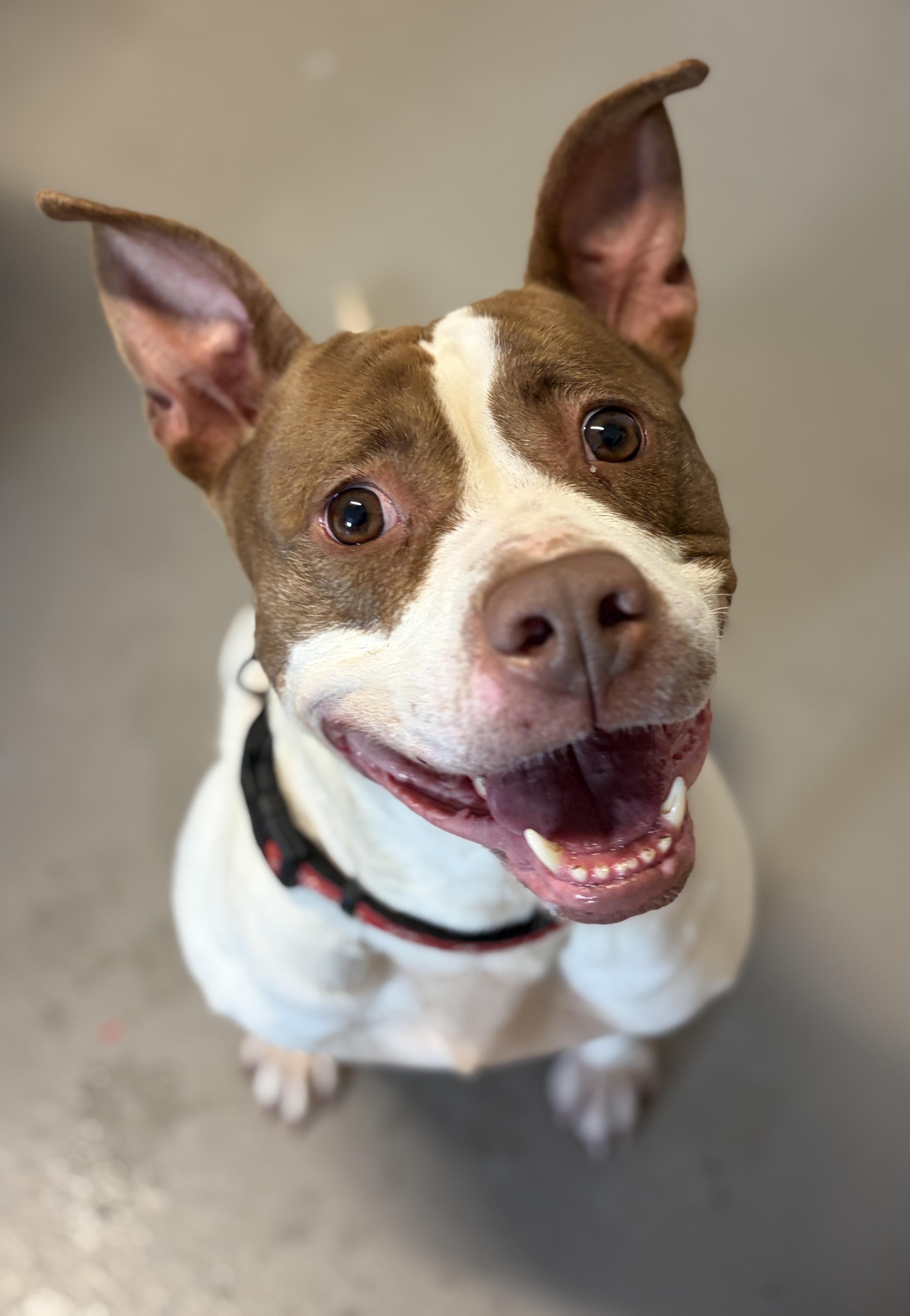 Harriet AVAILABLE, ADOPTABLE, Adult Female American Staffordshire Terrier.